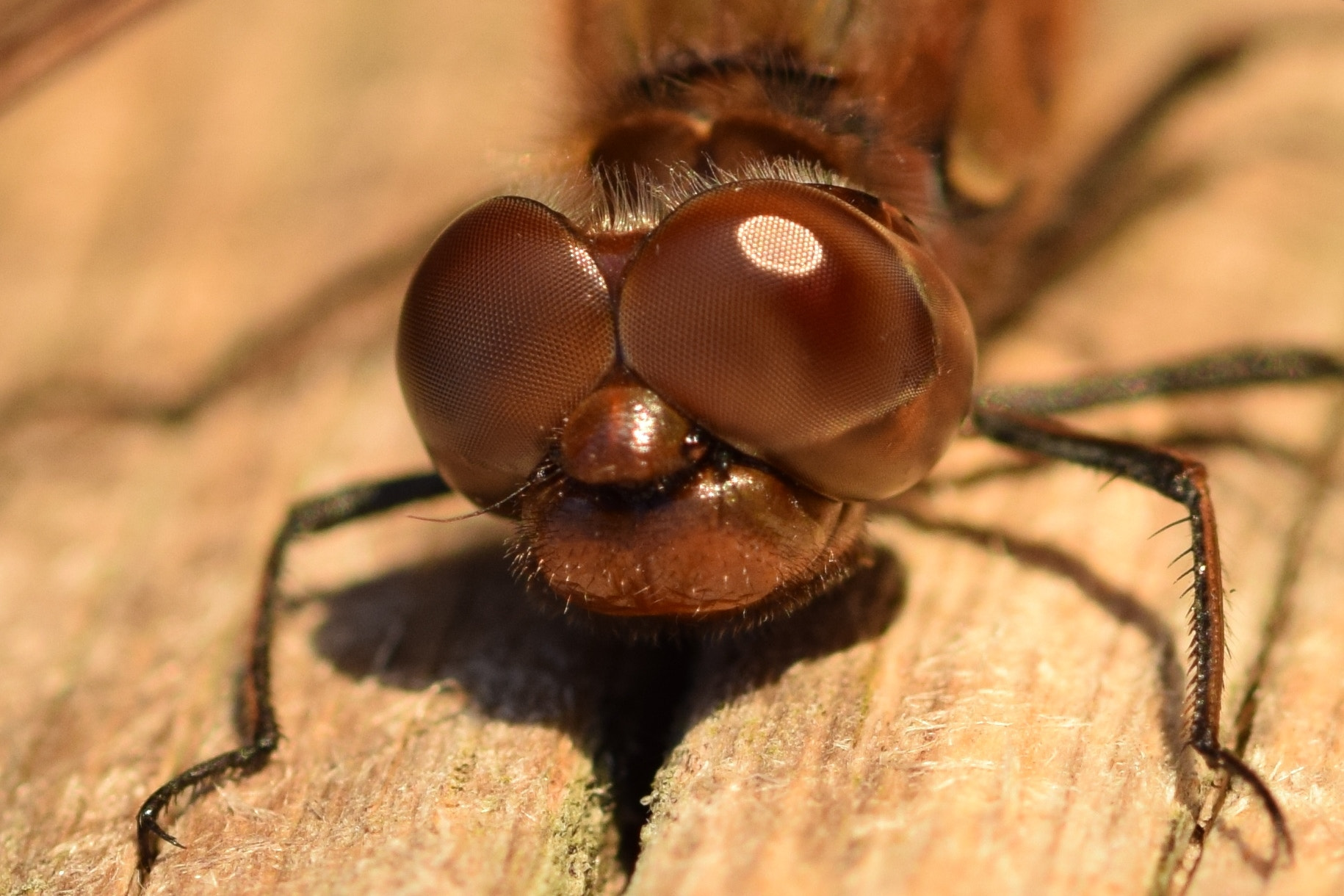 Sigma 105mm F2.8 EX DG OS HSM sample photo. Dragonflieseyes photography