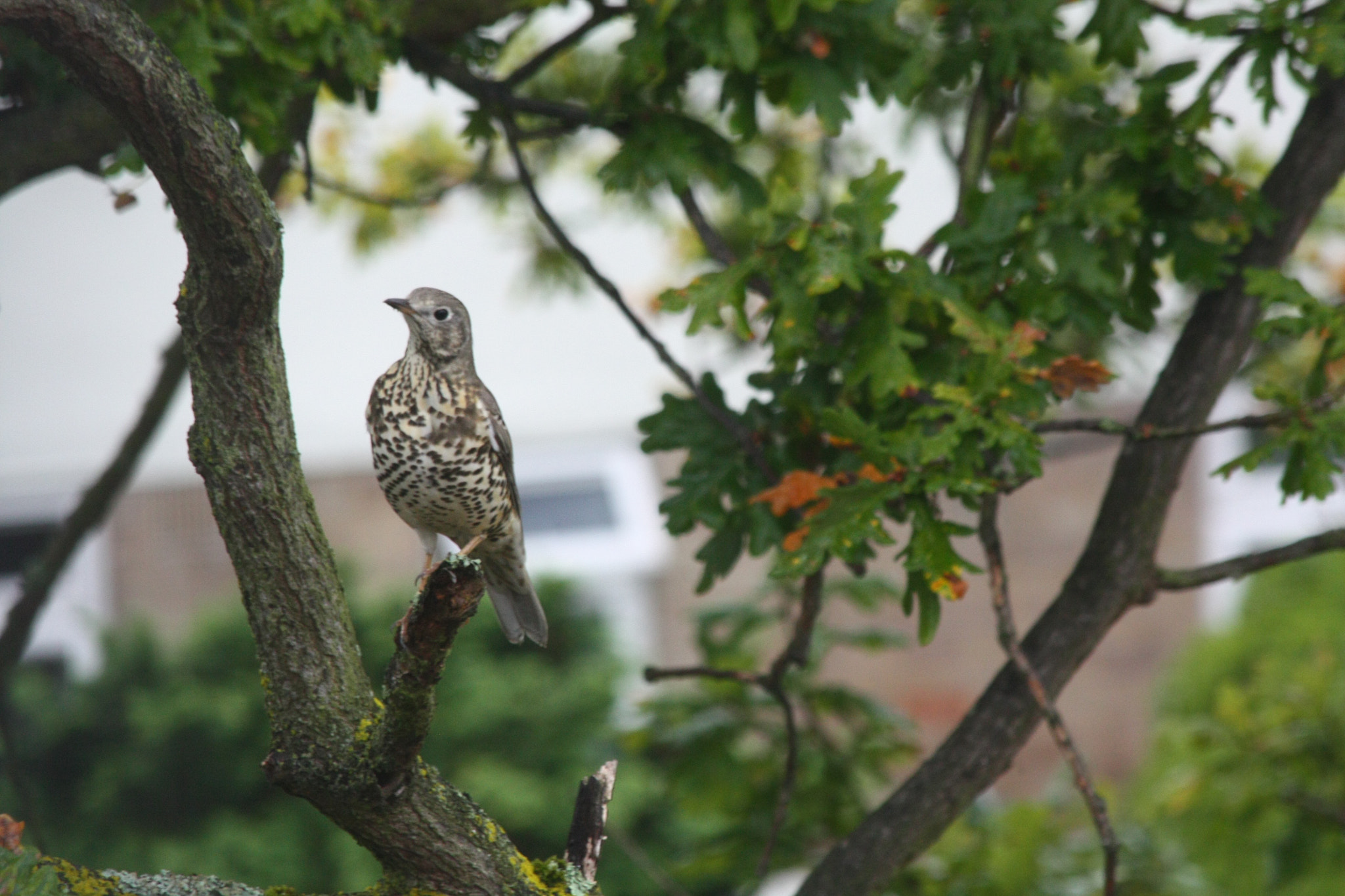 Canon EF 70-300mm F4-5.6 IS USM sample photo. Song thrush photography