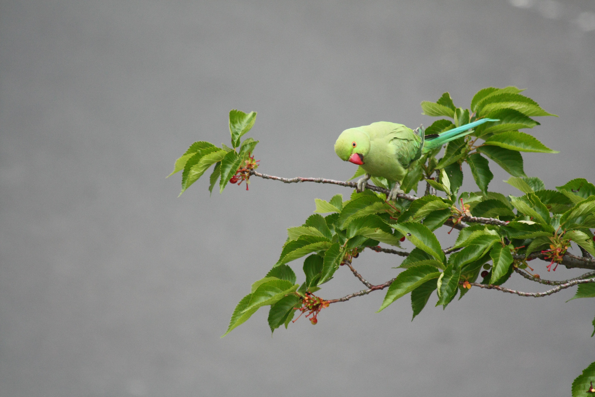 Canon EF 70-300mm F4-5.6 IS USM sample photo. Ring-necked parakeet photography