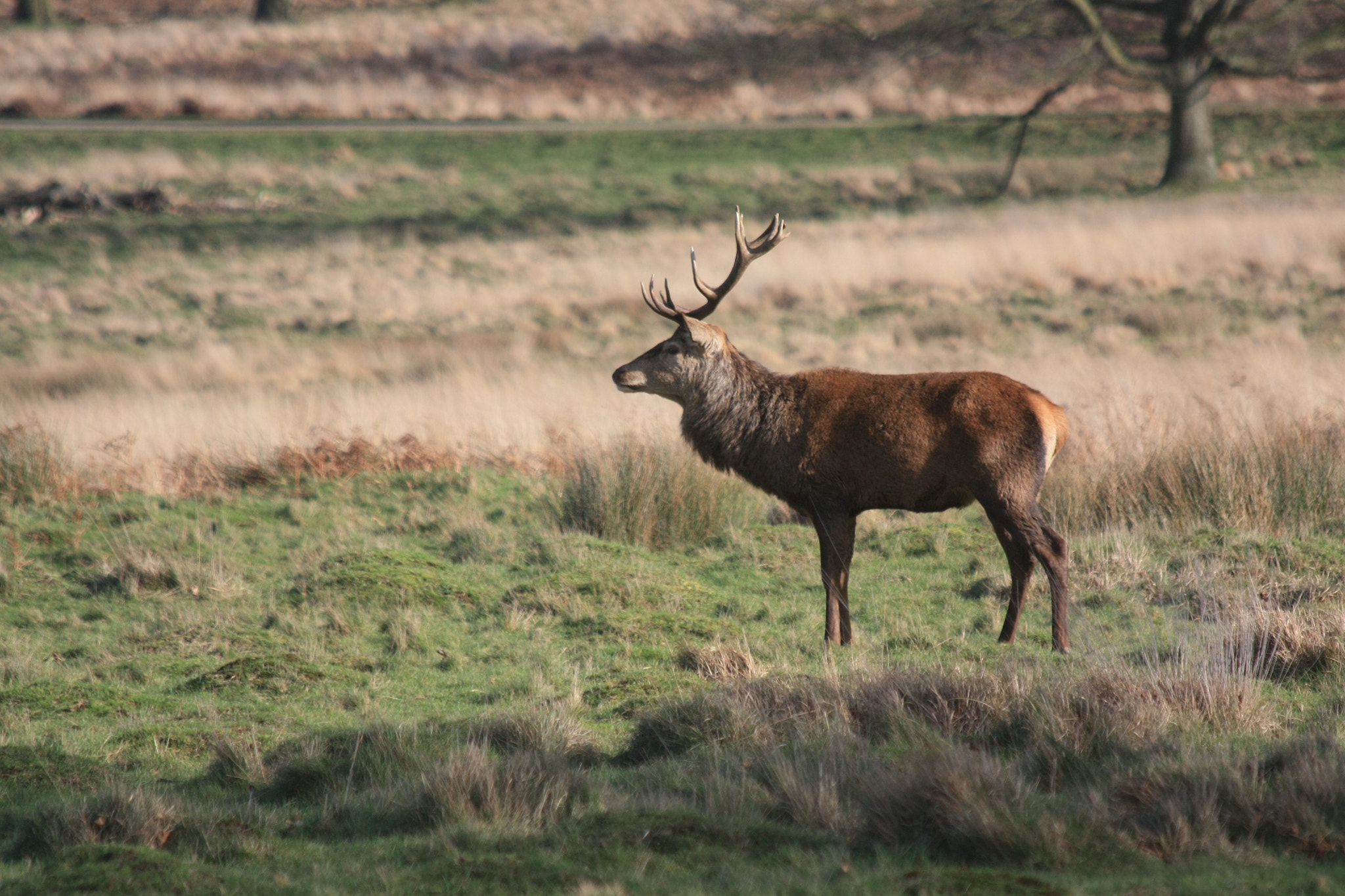 Canon EF 70-300mm F4-5.6 IS USM sample photo. Red deer stag photography