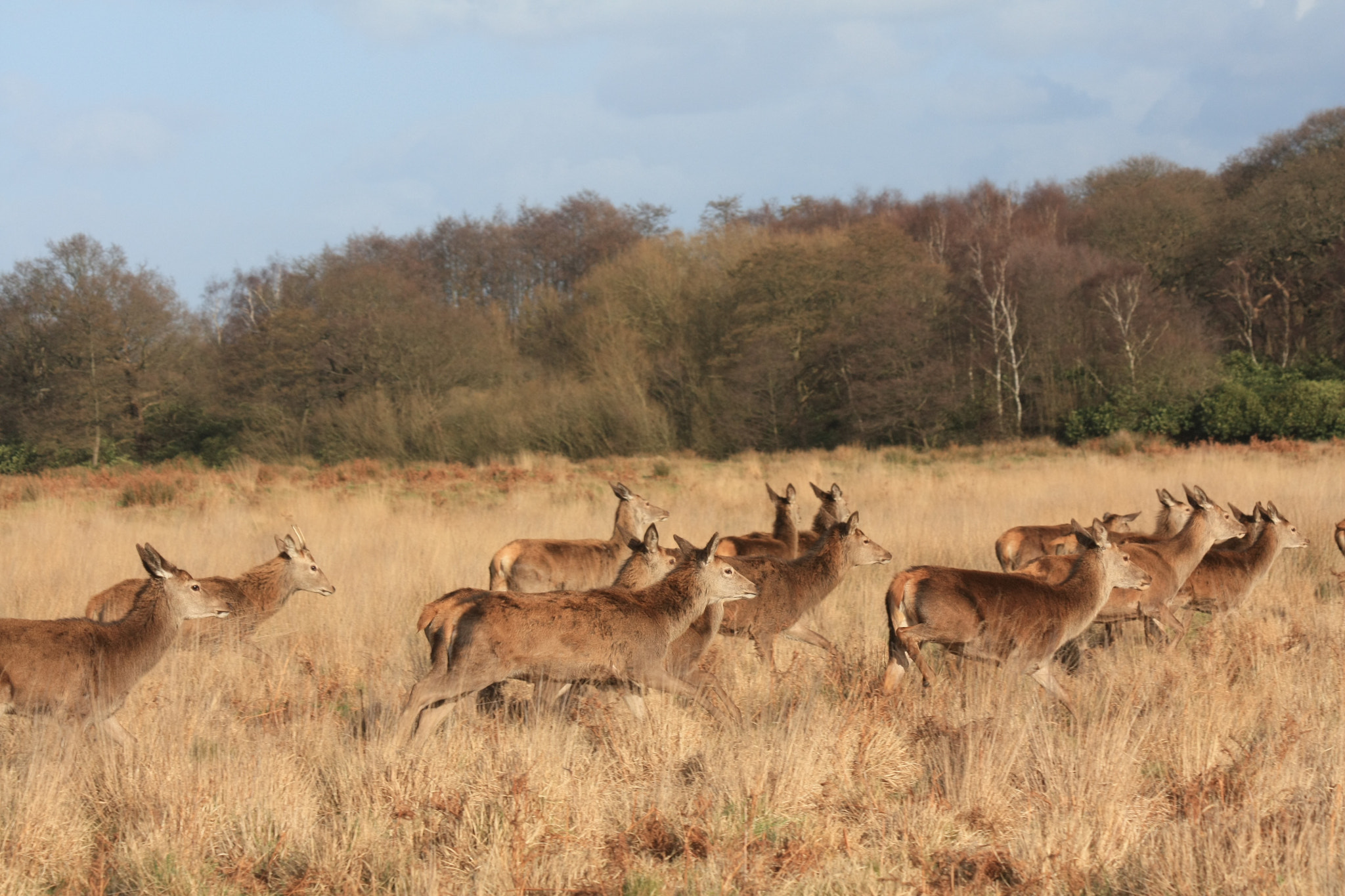 Canon EF 70-300mm F4-5.6 IS USM sample photo. Doe a deer photography