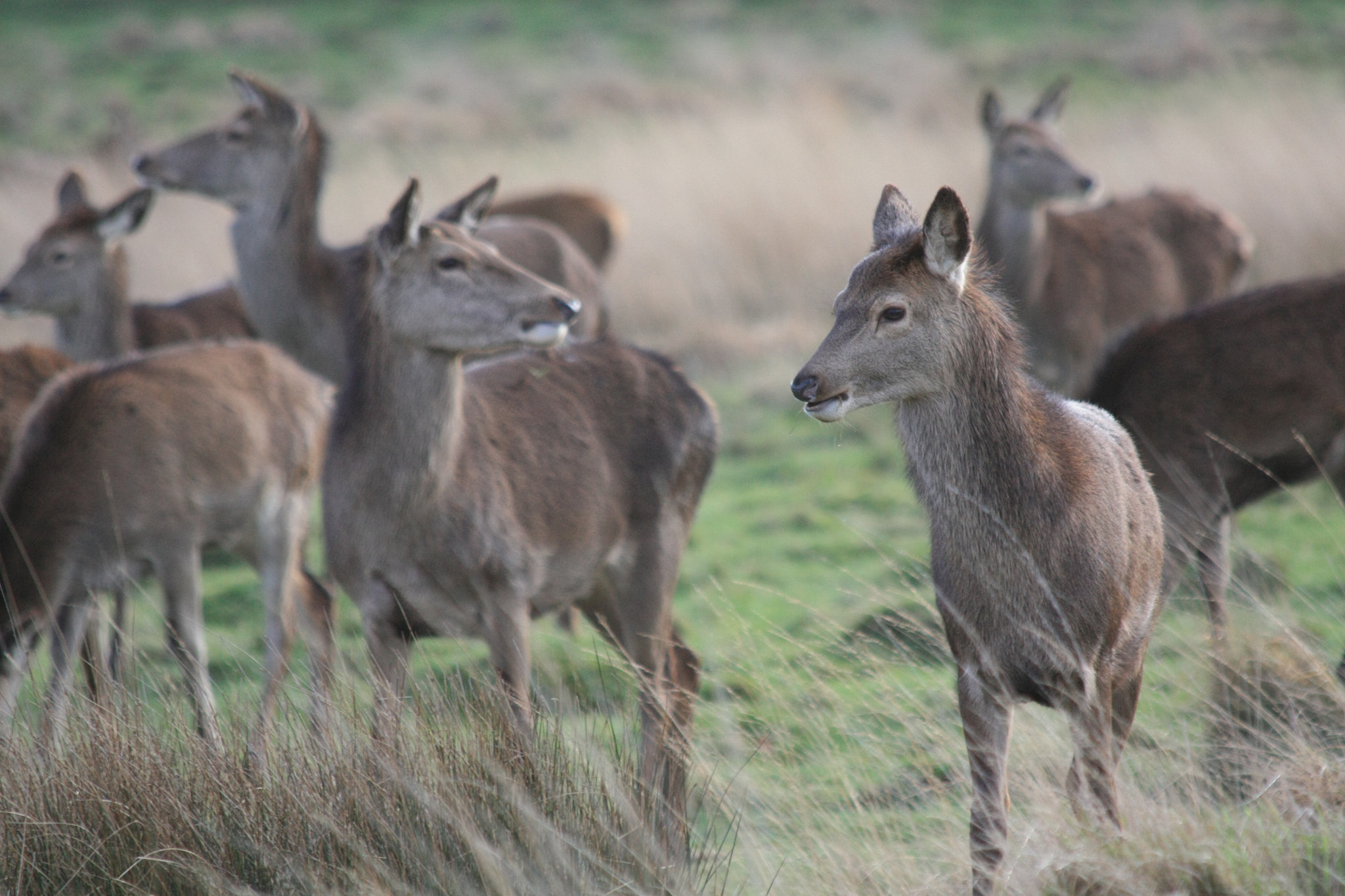 Canon EF 70-300mm F4-5.6 IS USM sample photo. Red deer grazing photography