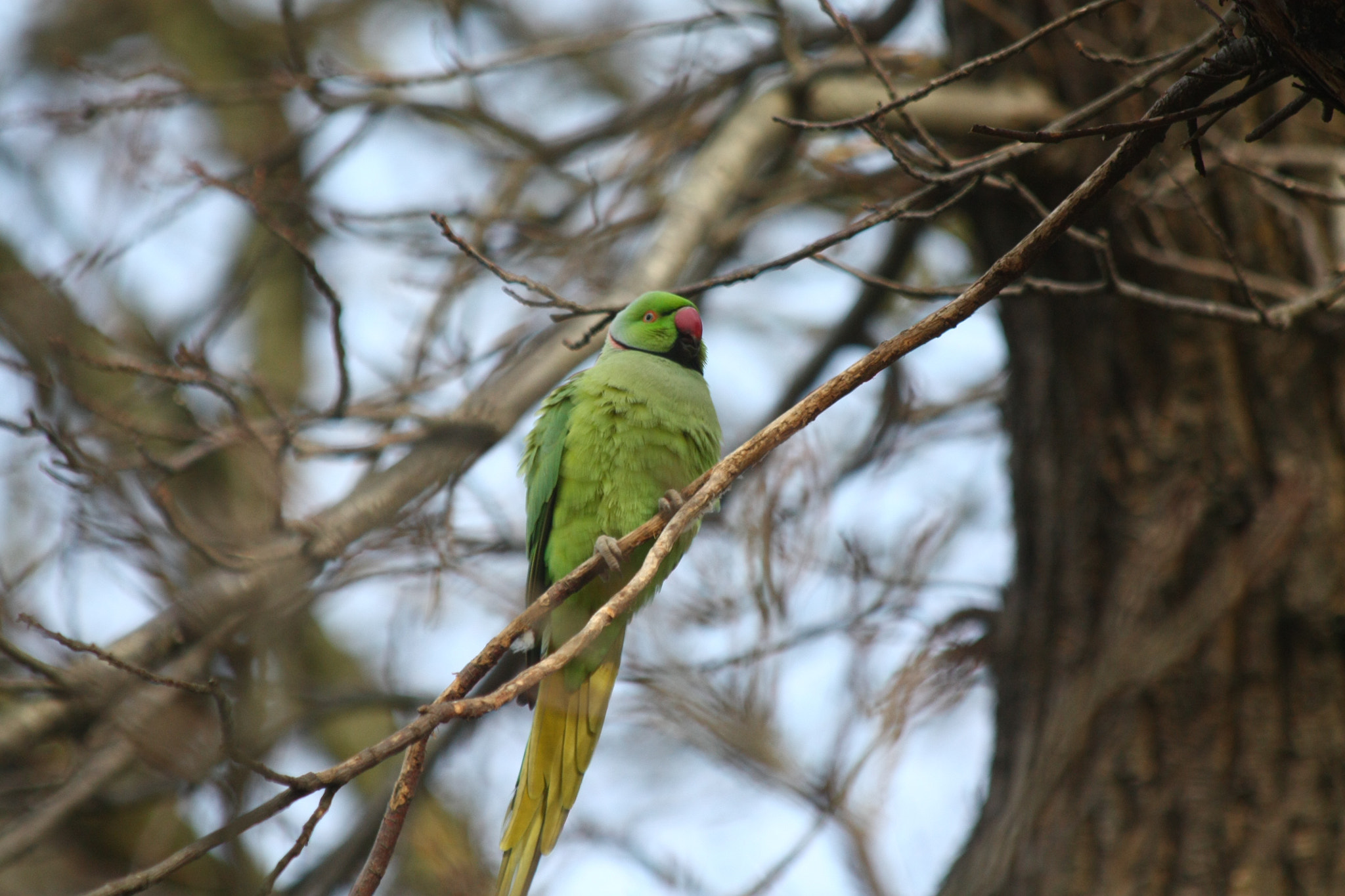 Canon EF 70-300mm F4-5.6 IS USM sample photo. Ring-necked parakeet ruffled photography