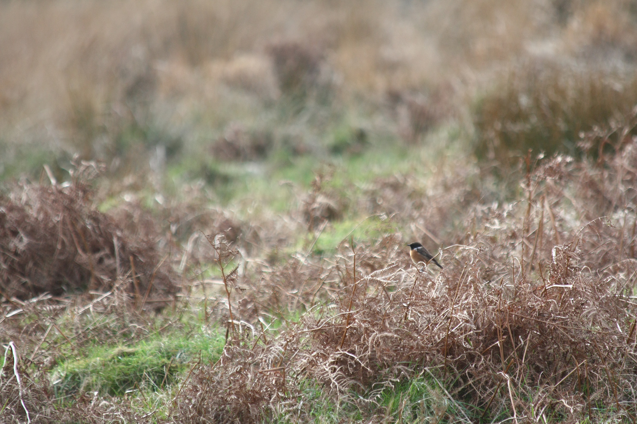 Canon EF 70-300mm F4-5.6 IS USM sample photo. Stonechat photography