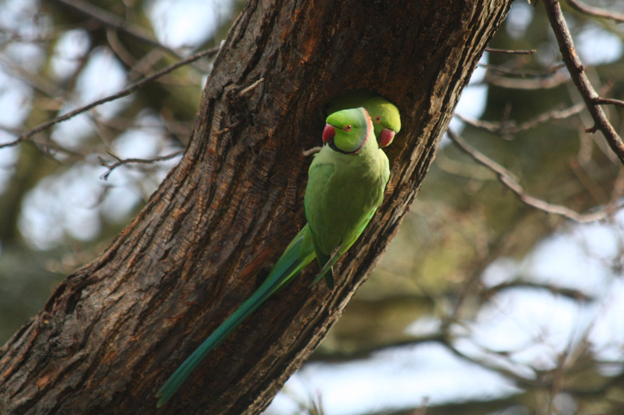Canon EF 70-300mm F4-5.6 IS USM sample photo. Parakeet pair photography