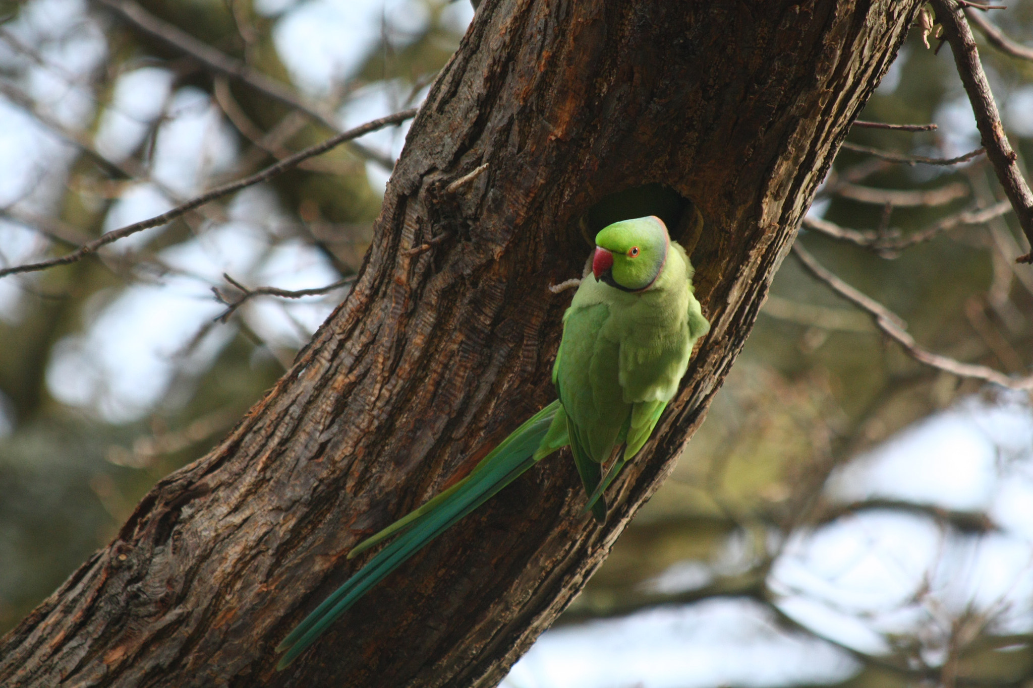 Canon EF 70-300mm F4-5.6 IS USM sample photo. Parakeet home photography