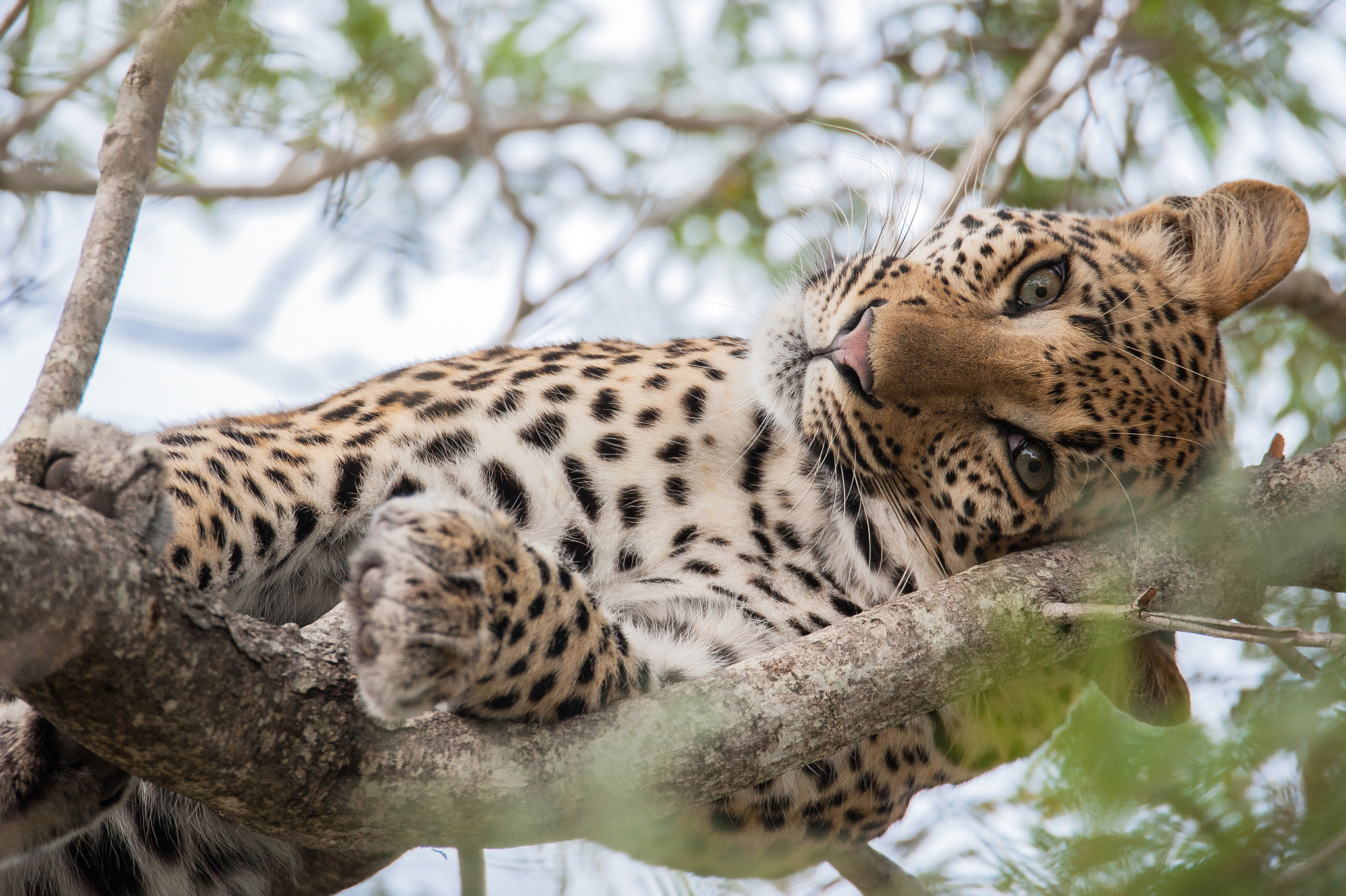 Sigma 150-600mm F5-6.3 DG OS HSM | S sample photo. Sideways stare photography