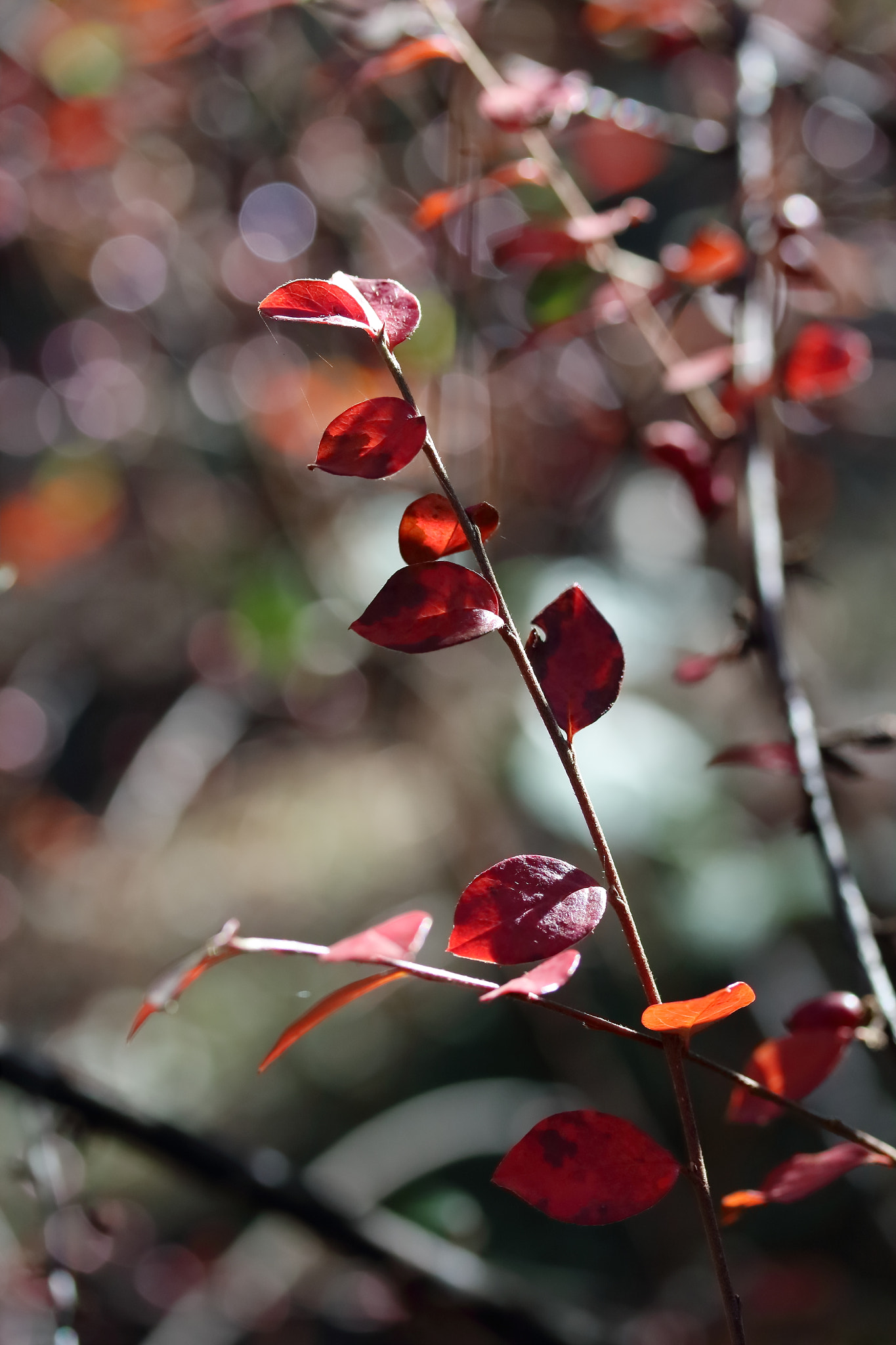 Canon EF-S 60mm F2.8 Macro USM sample photo. Линии и свѣтлина, Частъ 3 / lines and light, pt 3 photography