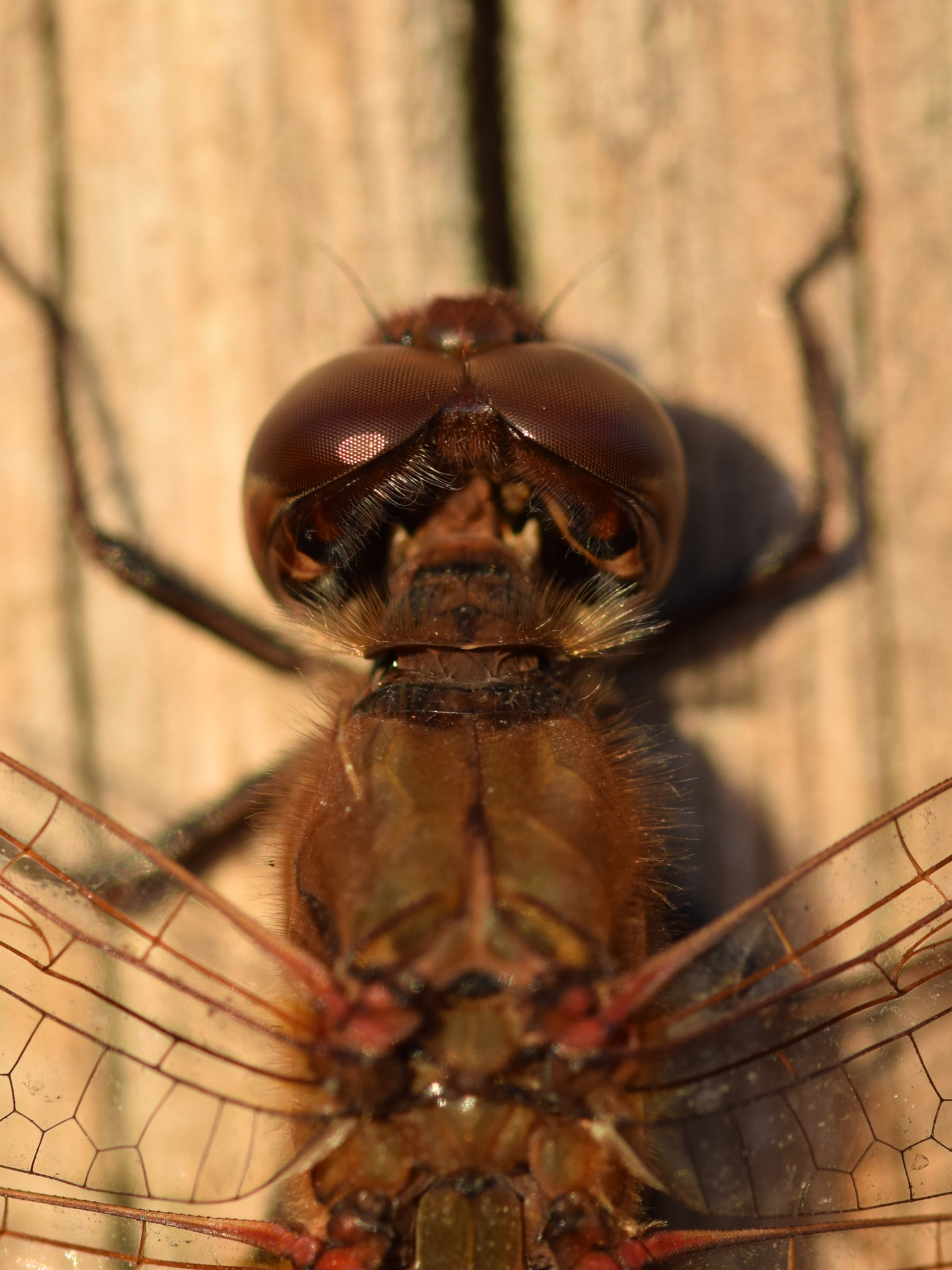 Sigma 105mm F2.8 EX DG OS HSM sample photo. Dragonfly photography