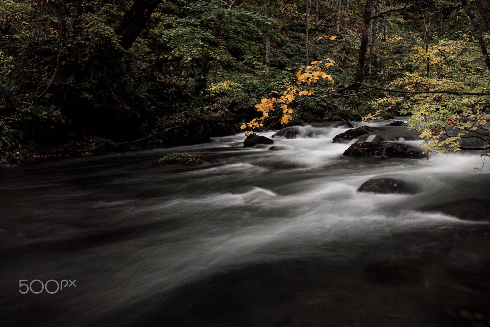 Leica M (Typ 262) sample photo. Fall from aomori photography