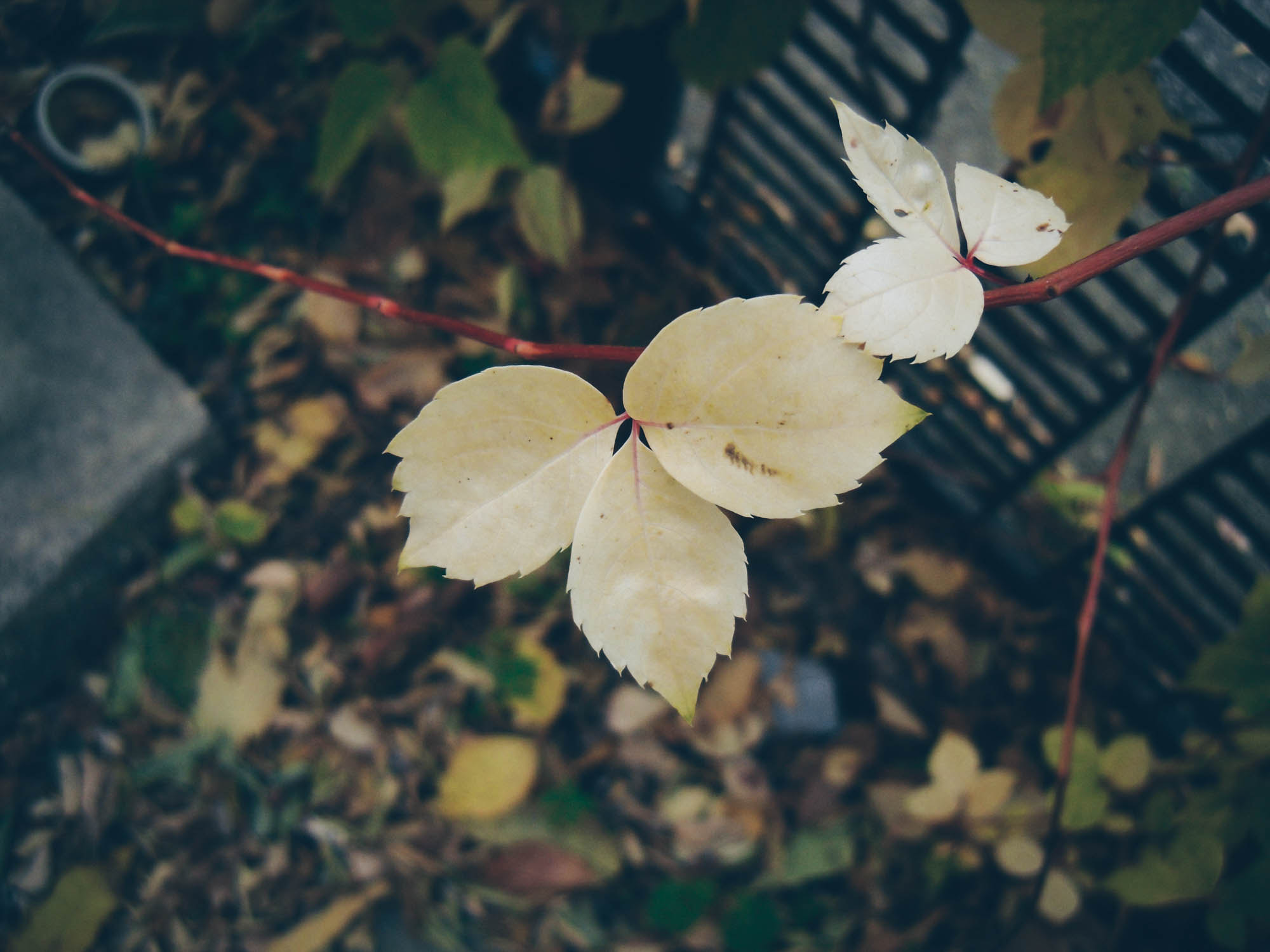 Samsung ES20/ VLUU ES20/  SL35 sample photo. Autumn photography