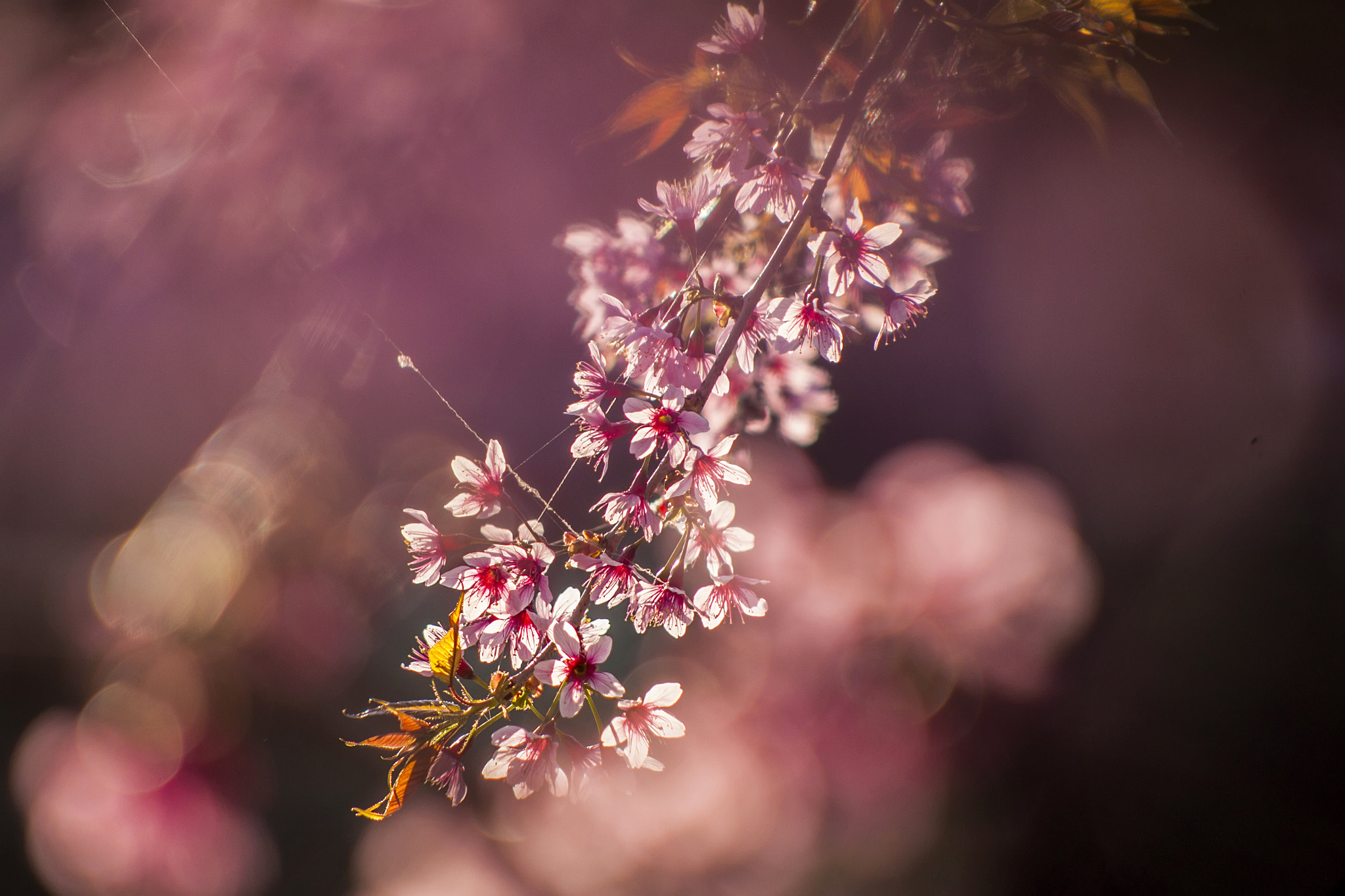 EF75-300mm f/4-5.6 sample photo. Cherry blossom photography