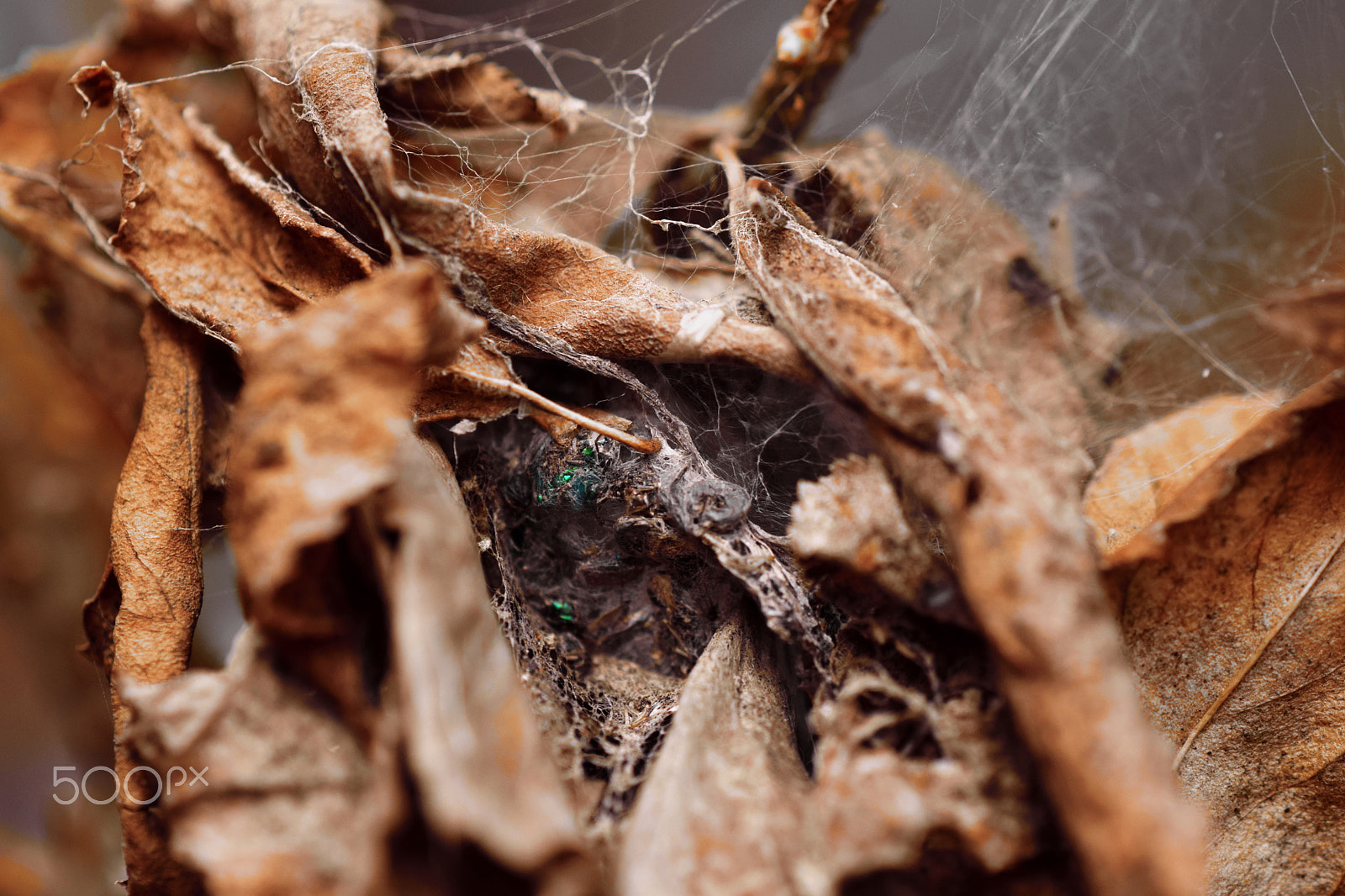 Nikon D5300 + Tamron SP 90mm F2.8 Di VC USD 1:1 Macro sample photo. Rusty nest photography