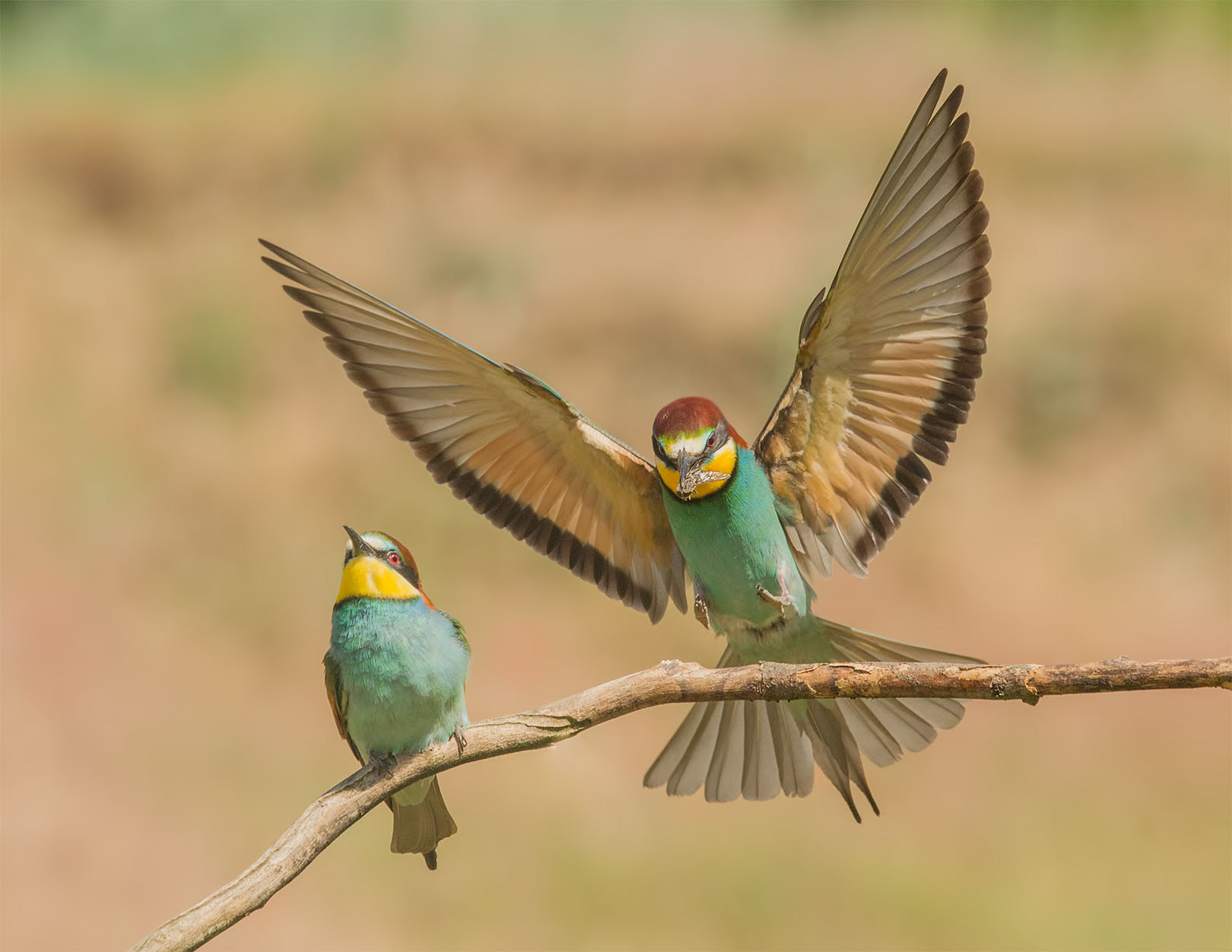Canon EOS-1D Mark IV + Canon EF 100-400mm F4.5-5.6L IS USM sample photo. Bee-eater photography