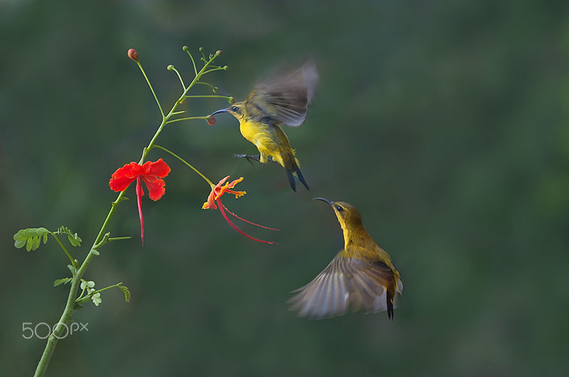 Sigma 70-300mm F4-5.6 APO DG Macro sample photo. Hummingbirds photography