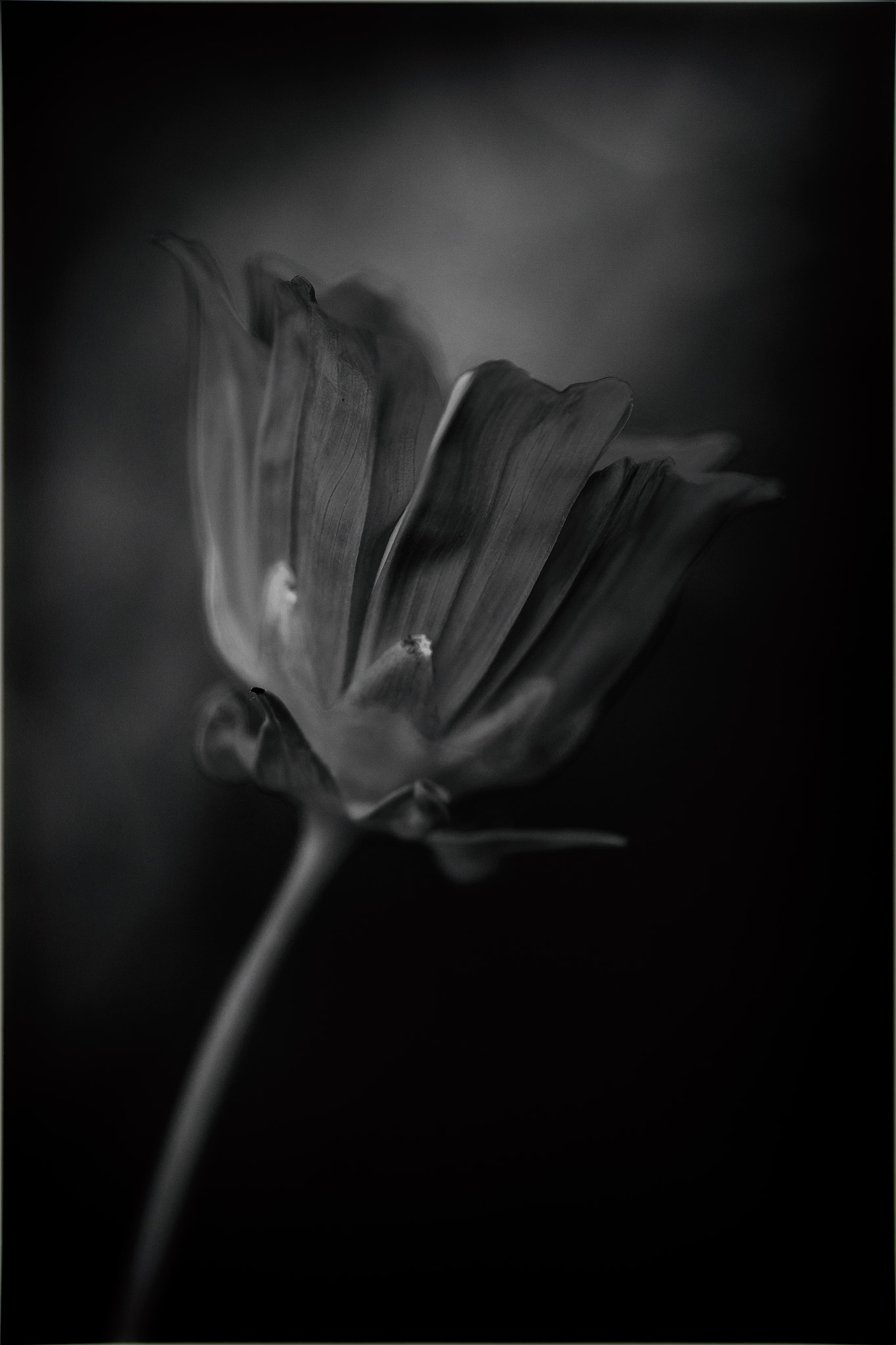 Canon EOS 6D + Sigma 105mm F2.8 EX DG Macro sample photo. Think about color photography