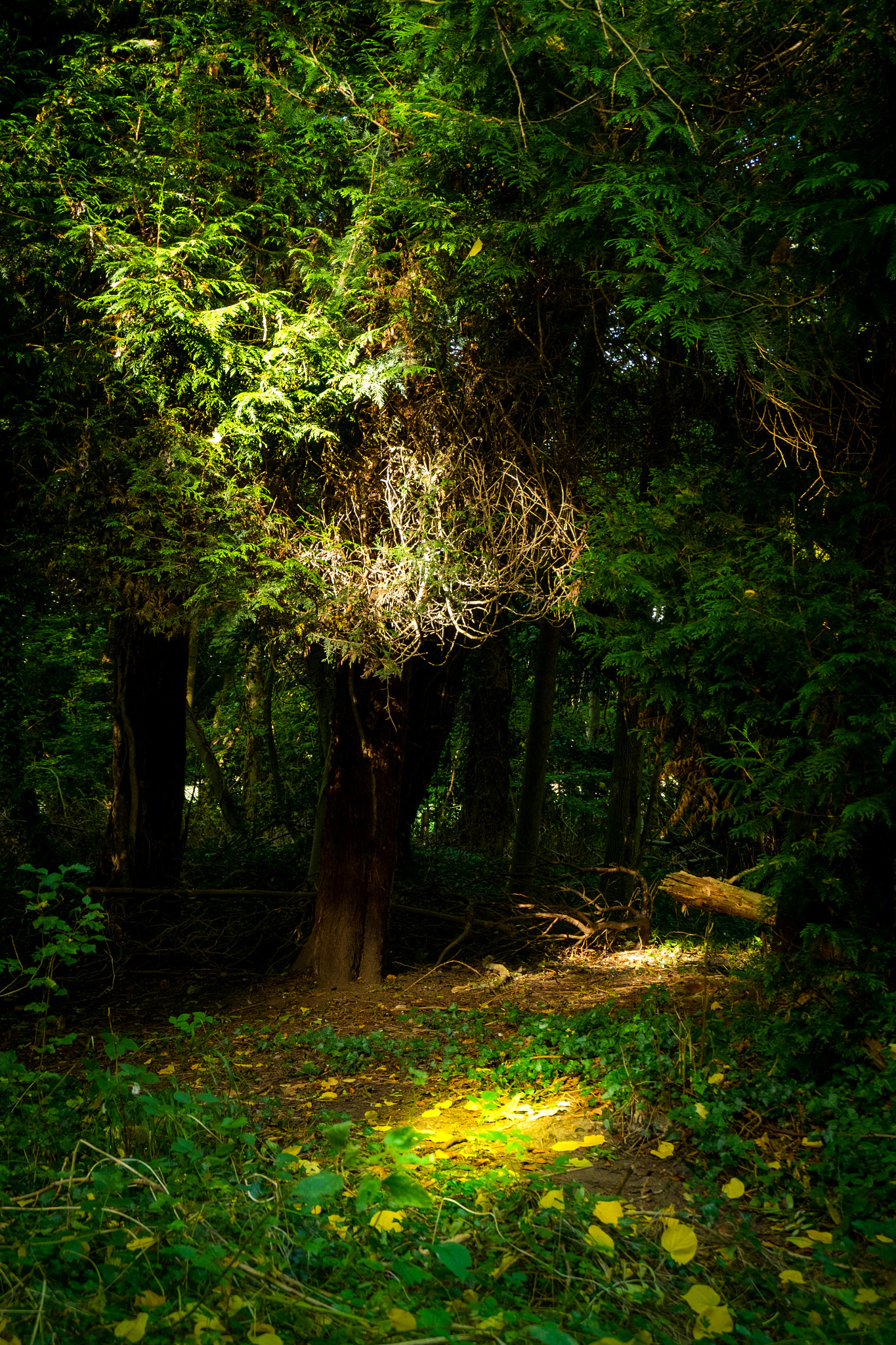 Fujifilm XC 16-50mm F3.5-5.6 OIS sample photo. Forest clearing photography
