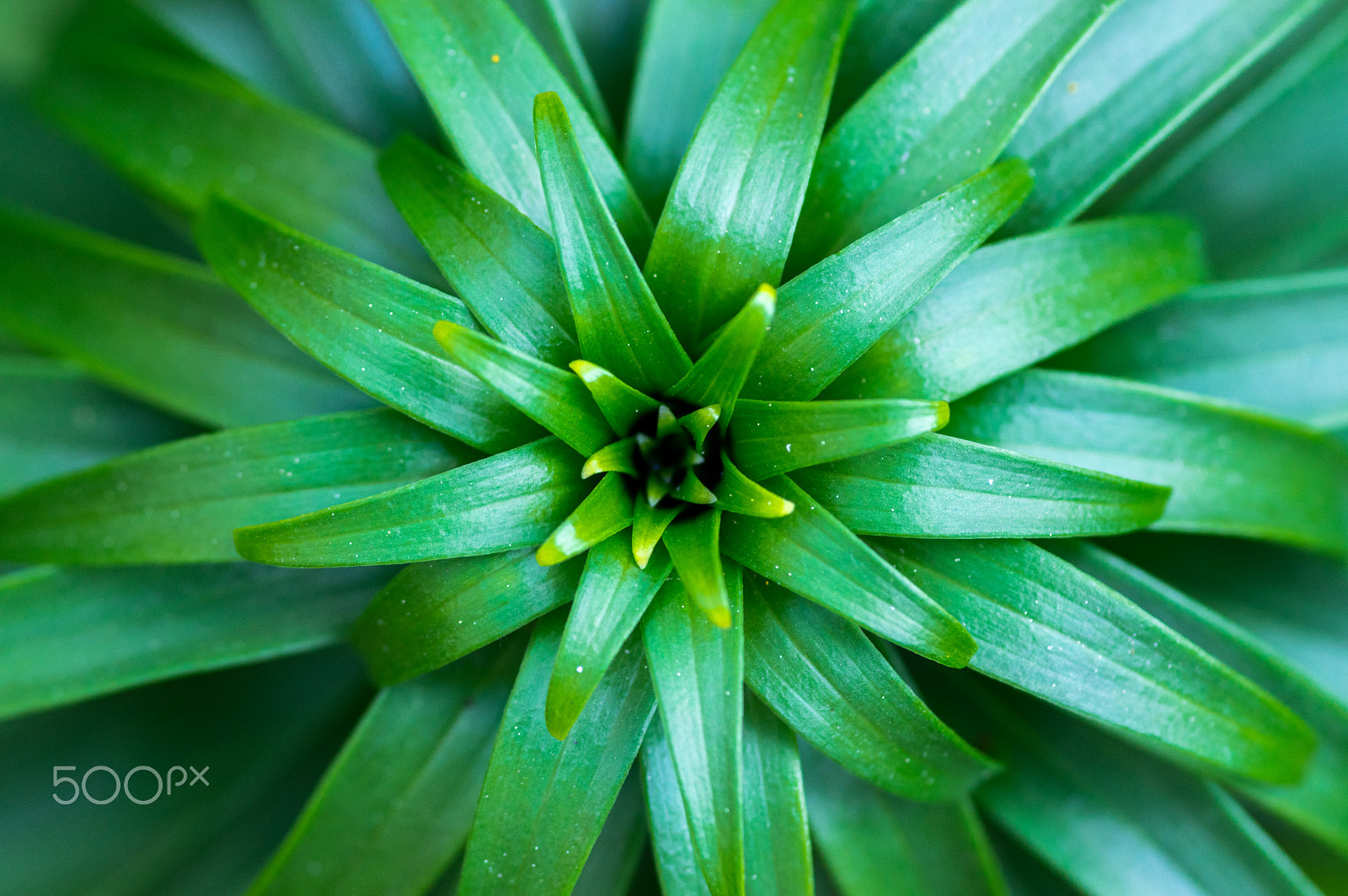 Pentax smc D-FA 100mm F2.8 macro sample photo. Little lily photography