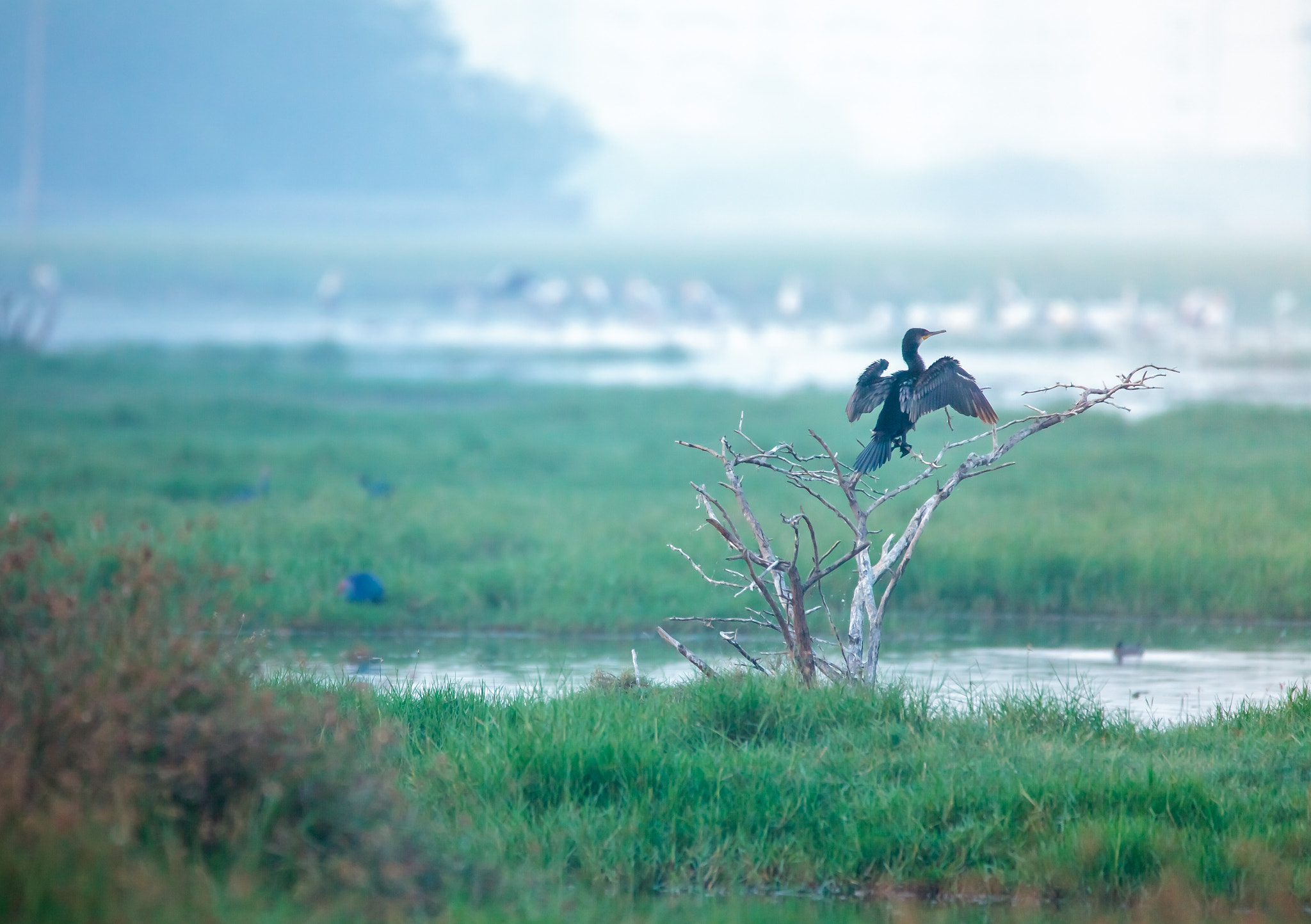 150-600mm F5-6.3 DG OS HSM | Contemporary 015 sample photo. Little cormorant photography