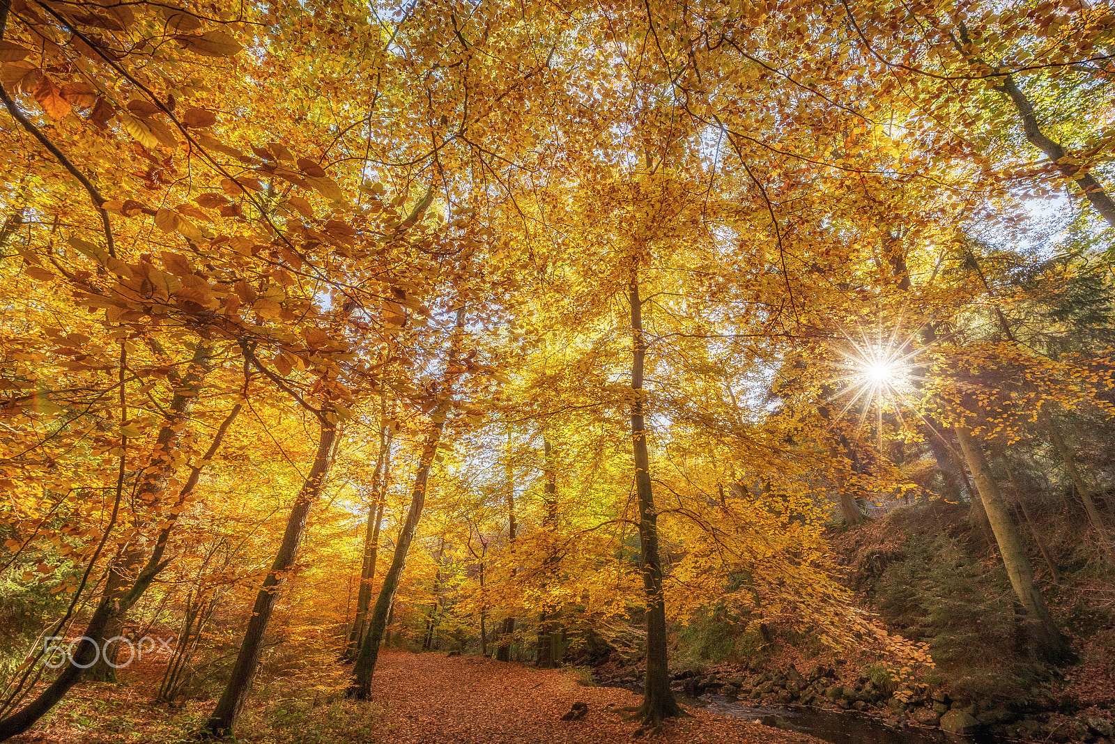 Canon EF 16-35mm F4L IS USM sample photo. Colors of autumn photography