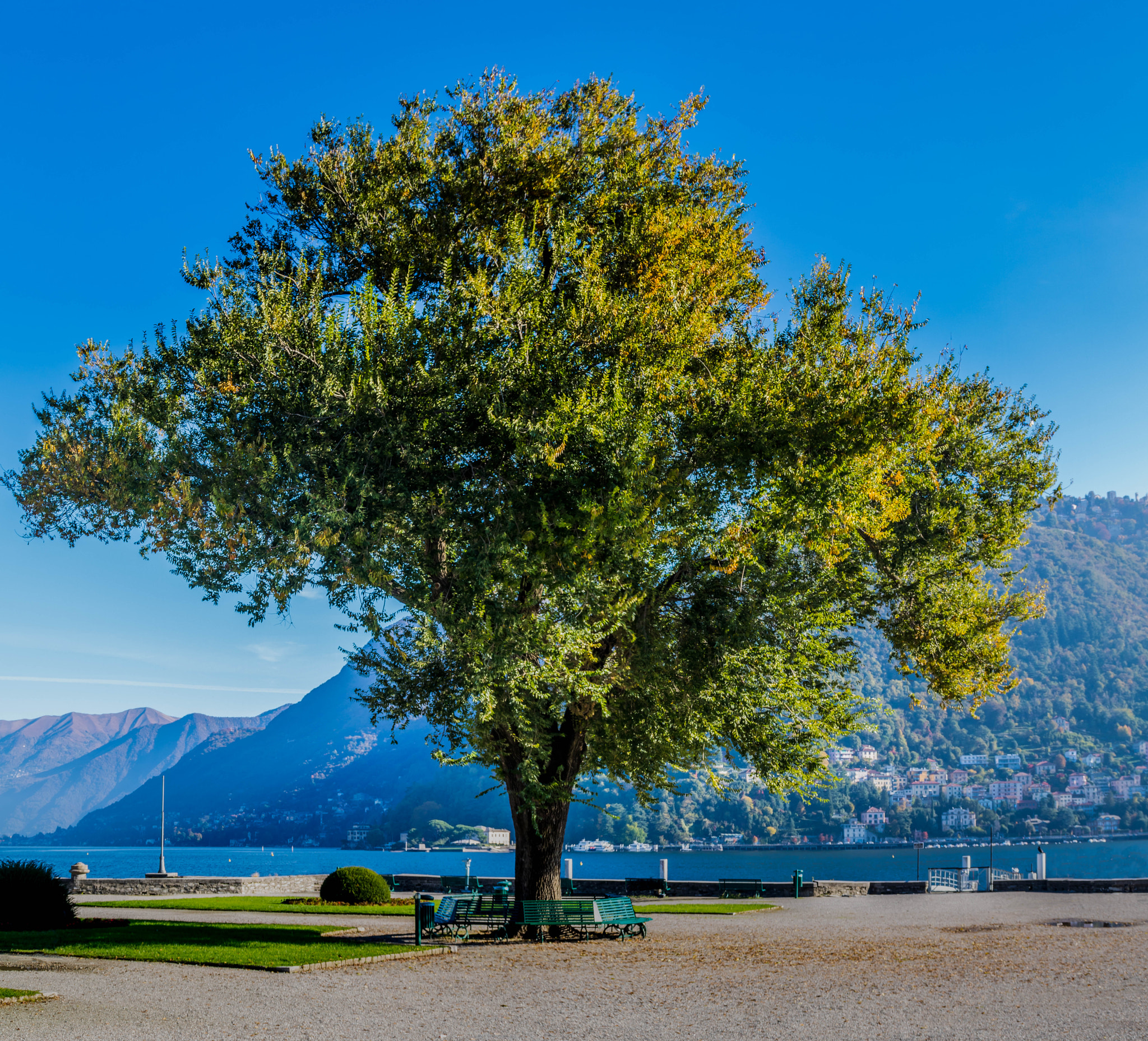 Canon EOS 750D (EOS Rebel T6i / EOS Kiss X8i) sample photo. Tree in villa olmo park photography