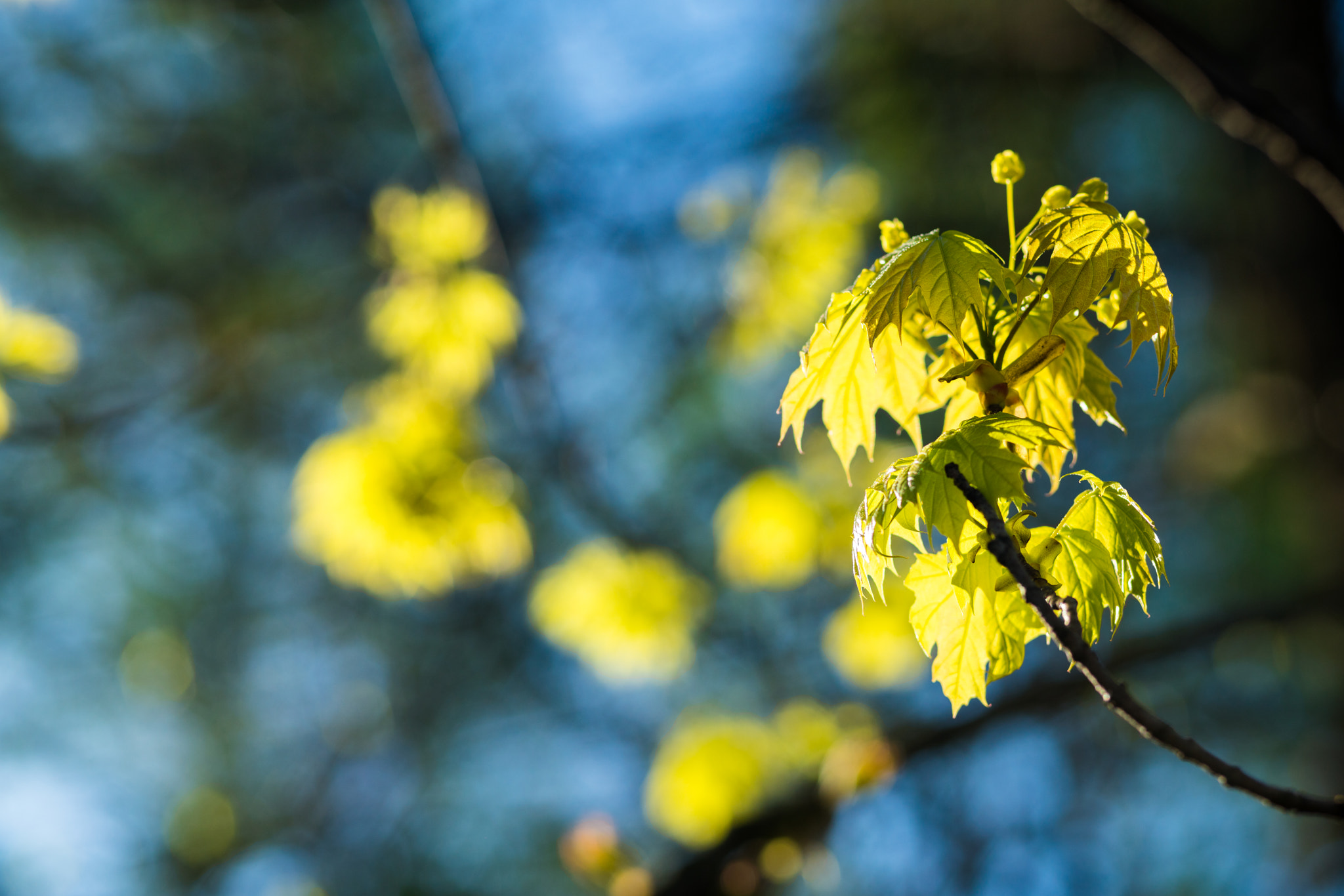 Sony a7R II + Sony DT 50mm F1.8 SAM sample photo. * photography