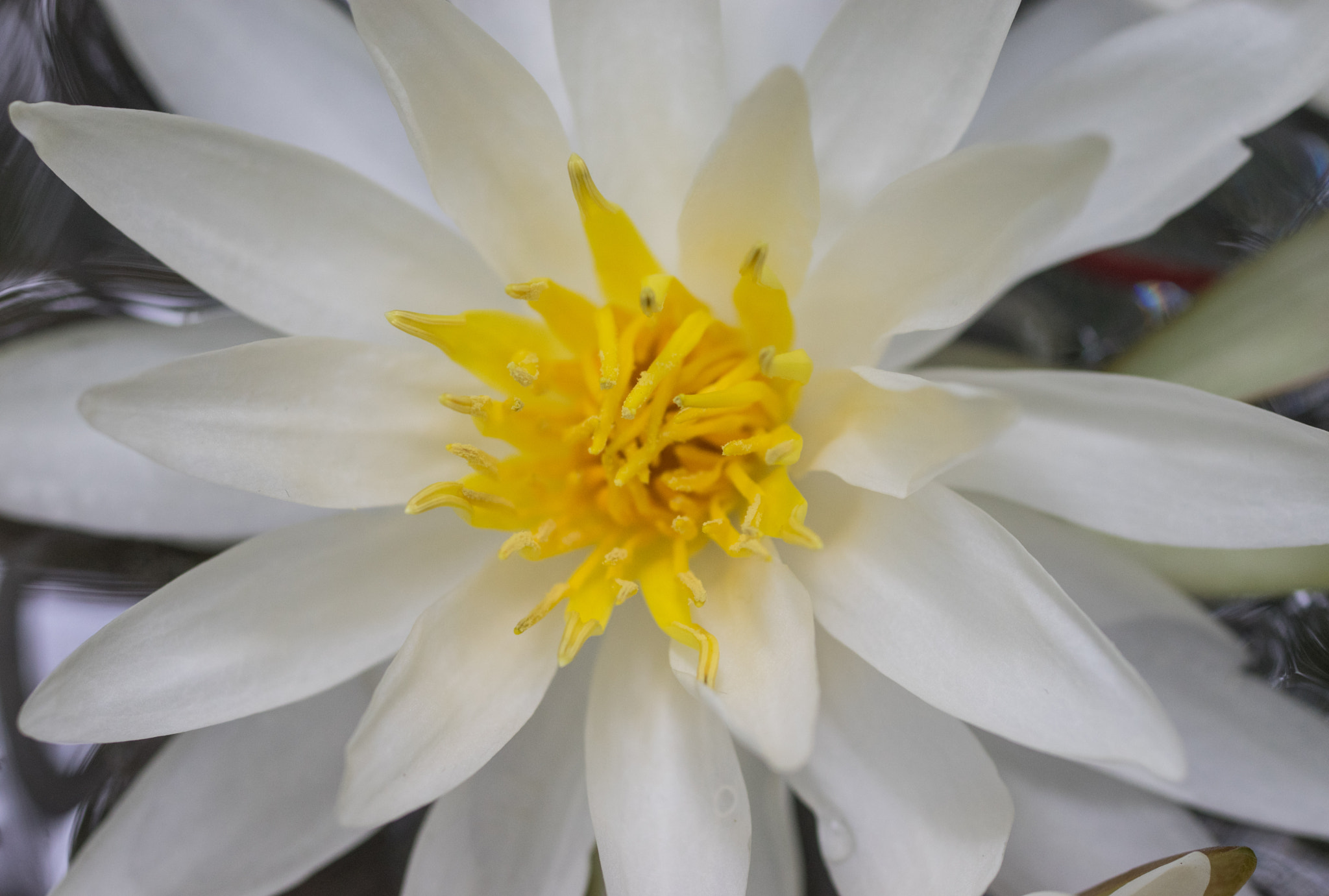 Pentax K-3 sample photo. Waterlily on water photography