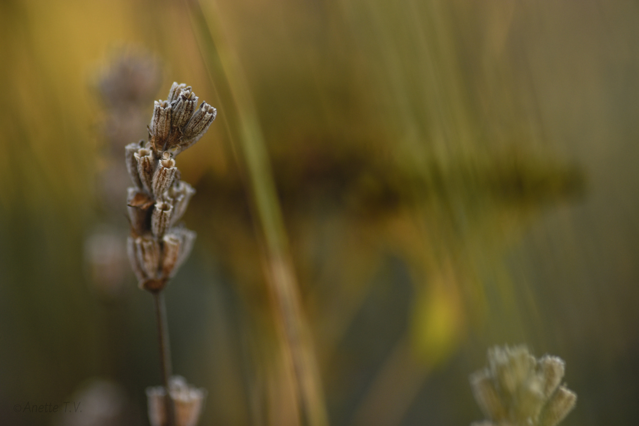 Nikon AF-S Micro-Nikkor 105mm F2.8G IF-ED VR sample photo. Lavender in autumn light .. photography