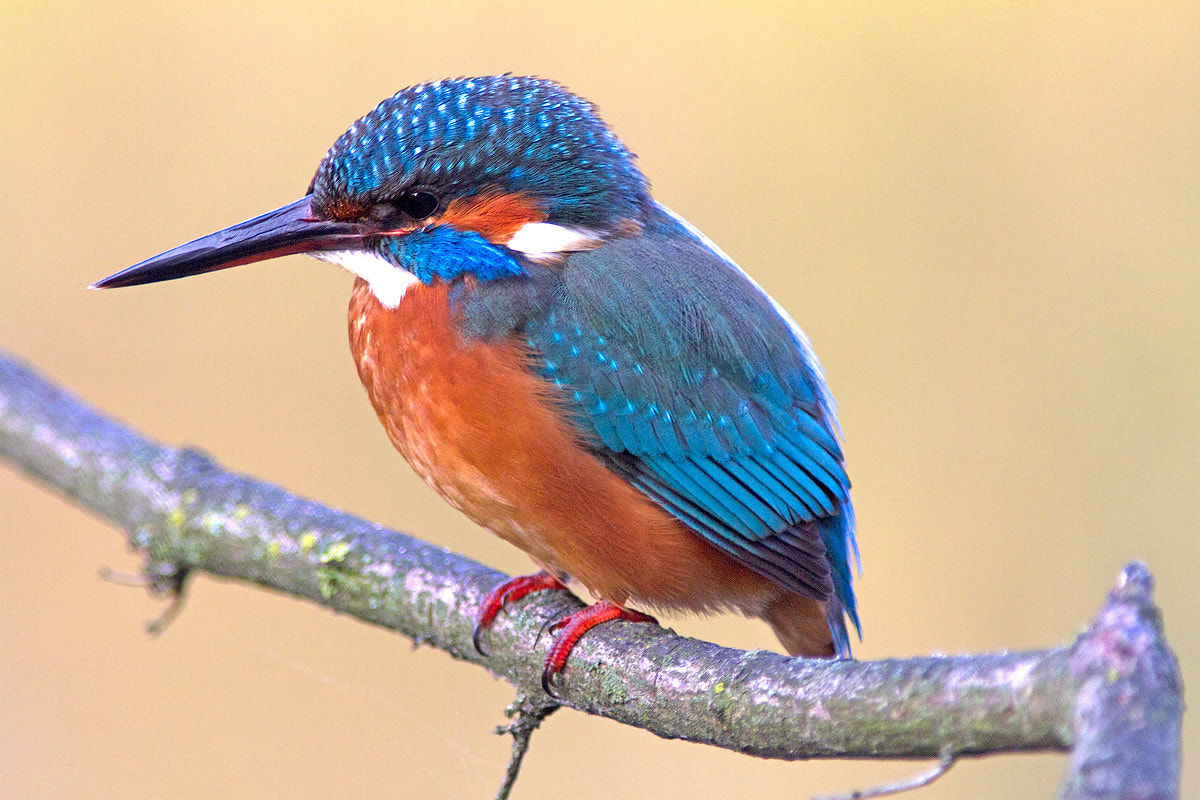 Canon EF 300mm F4L IS USM sample photo. Martin pescatore, oasi wwf di casale, vicenza photography