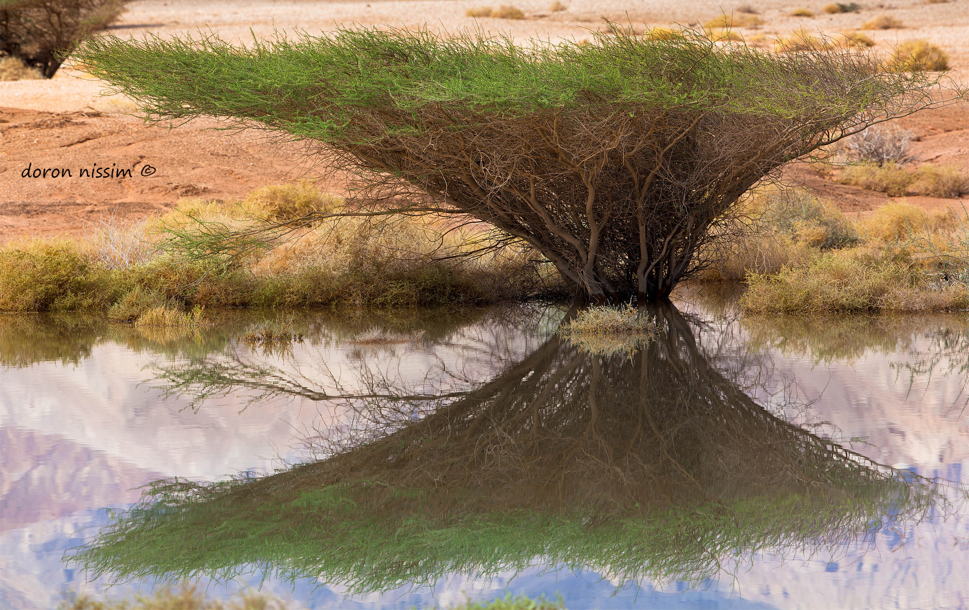 Canon EF 300mm F2.8L IS II USM sample photo. Eilat desert photography