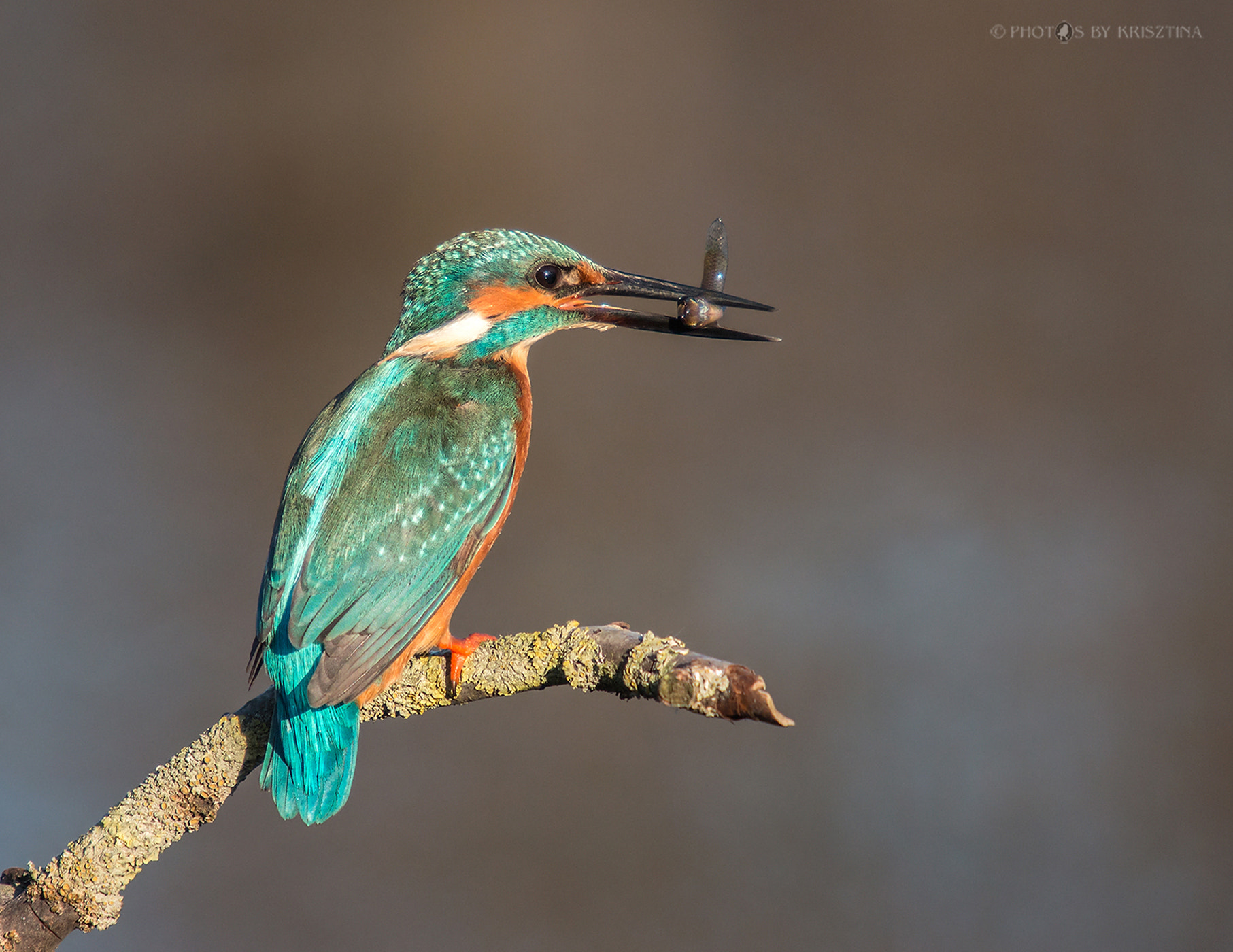 Canon EOS 70D sample photo. Kingfisher's catch photography