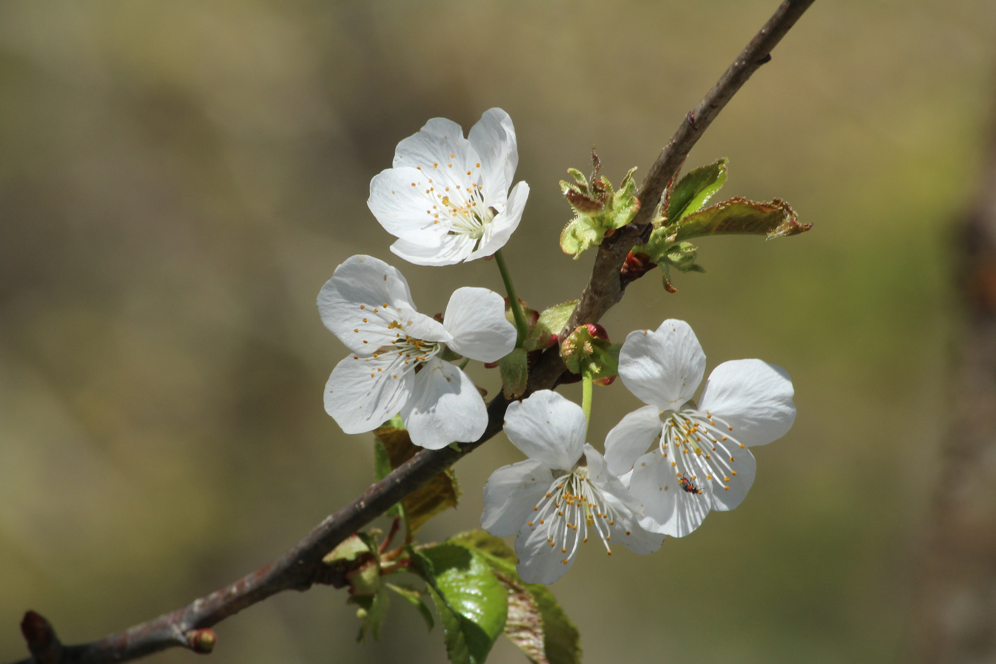 Canon EOS 1200D (EOS Rebel T5 / EOS Kiss X70 / EOS Hi) sample photo. Spring blossoms photography