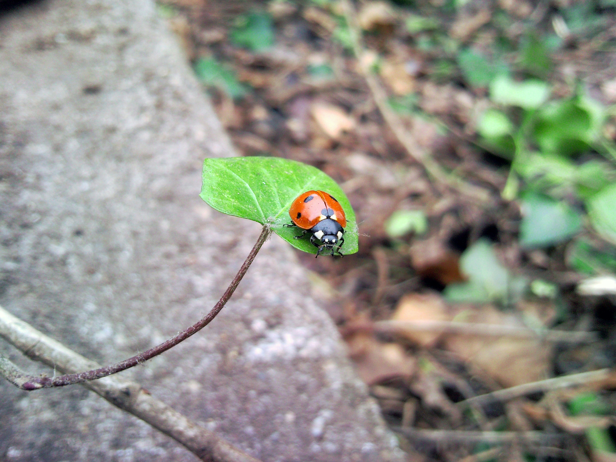 Samsung SGH-i900 sample photo. Ladybug photography