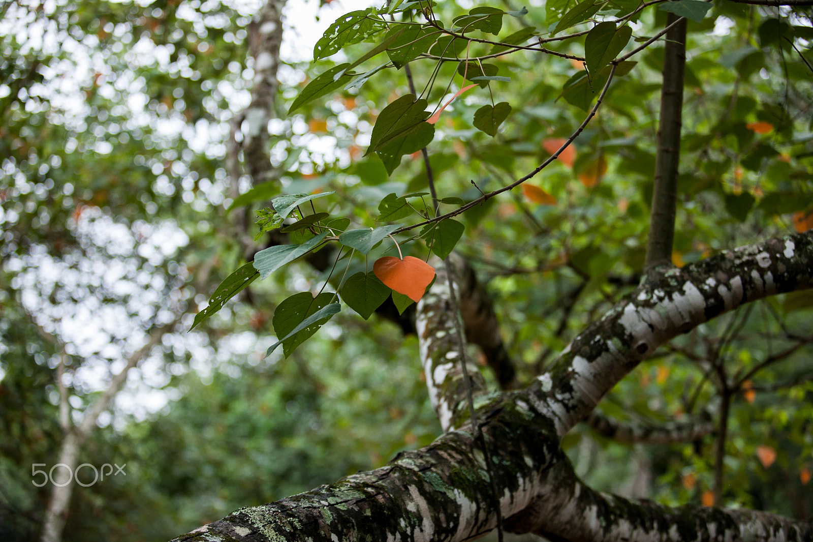 Canon EOS-1Ds Mark III sample photo. Orange leaf photography