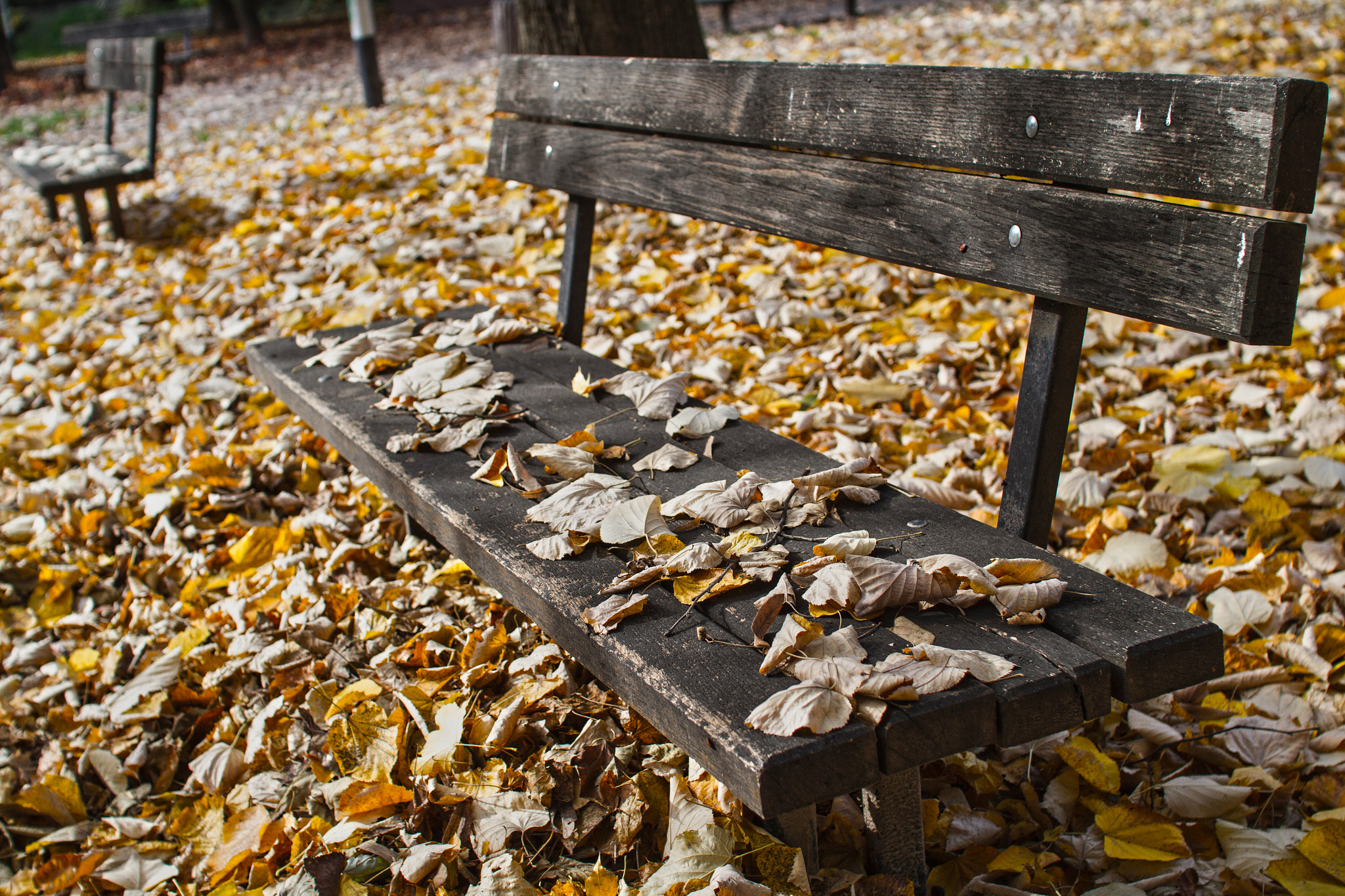 Canon EOS 7D + Sigma 30mm f/1.4 DC HSM sample photo. Bench talking to leaves about autumn... photography