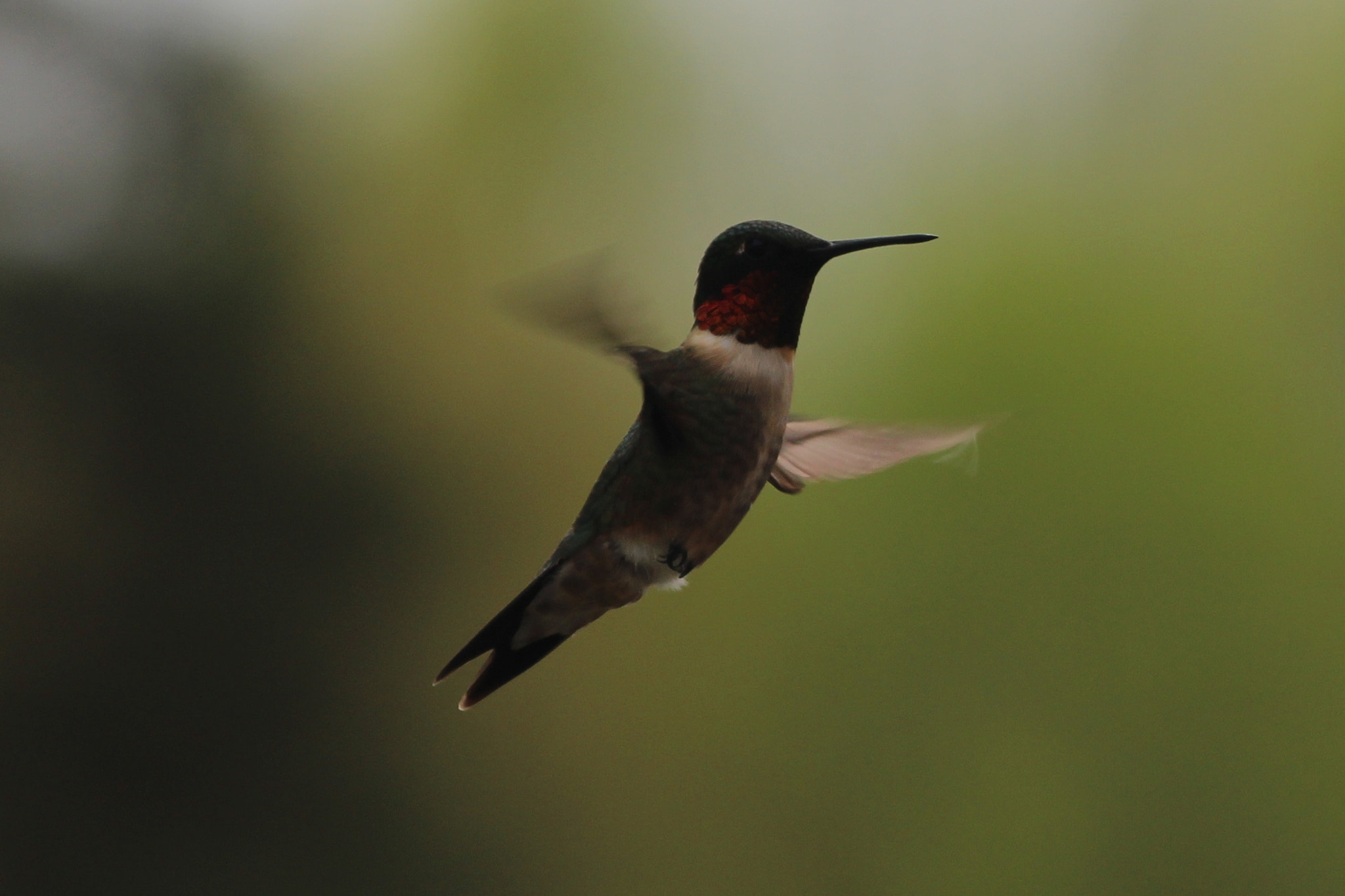 Canon EOS 1200D (EOS Rebel T5 / EOS Kiss X70 / EOS Hi) sample photo. Hummingbird  photography