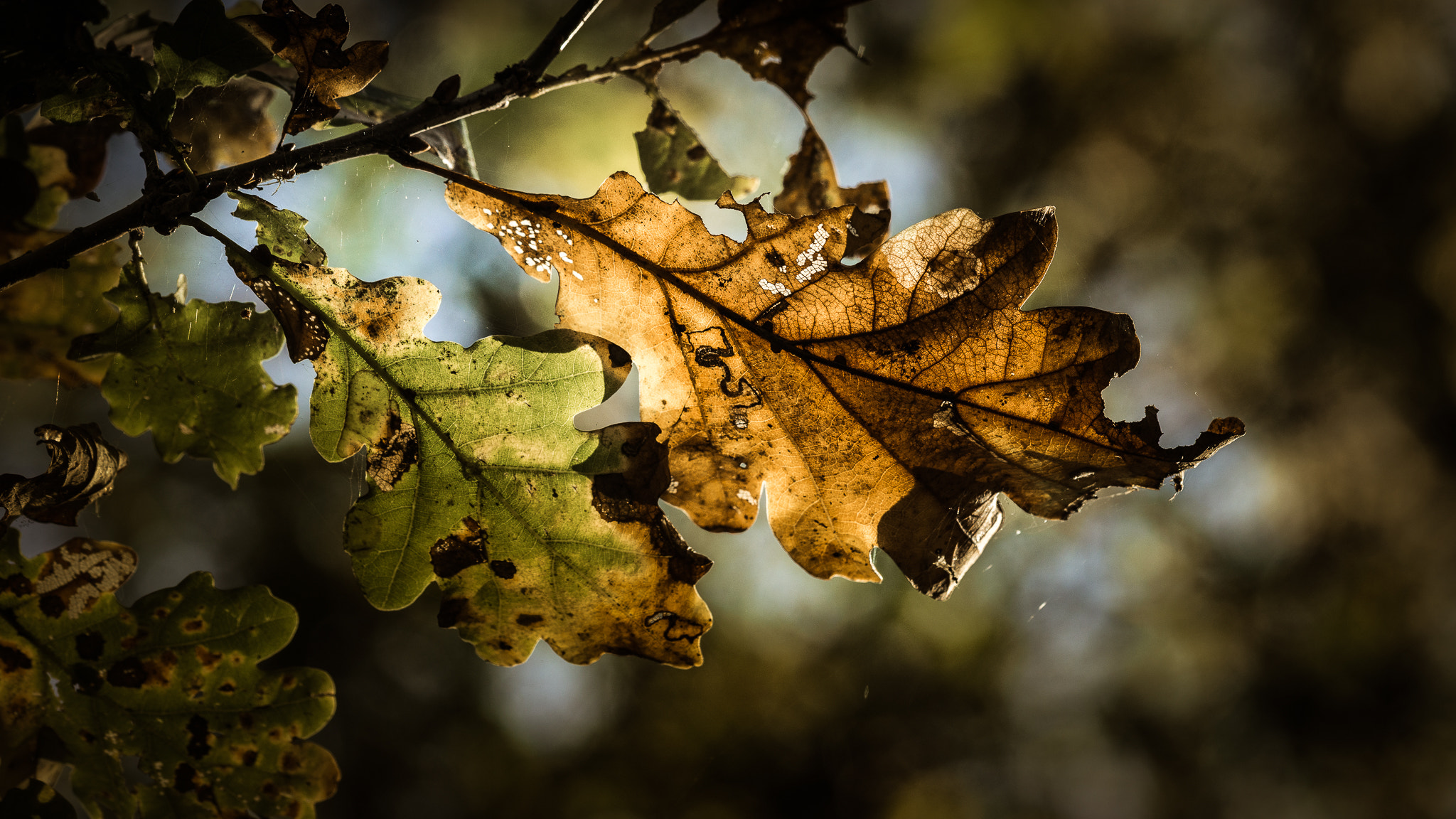 Sony a6000 + Sony FE 90mm F2.8 Macro G OSS sample photo. Autumn in hoboken. photography