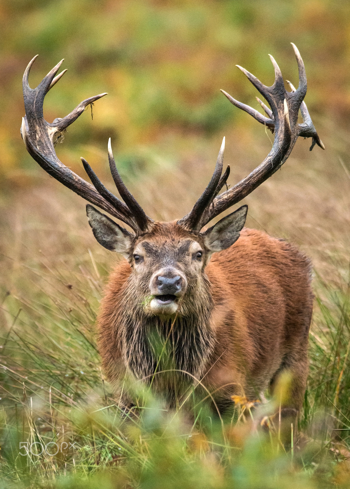 Nikon AF-S Nikkor 300mm F2.8G ED VR II sample photo. Red deer stag photography