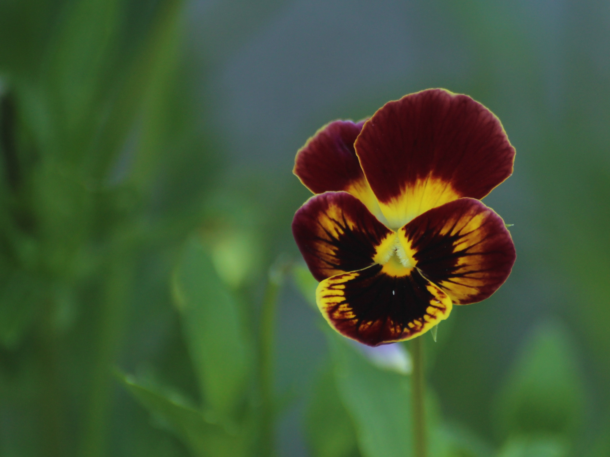 Canon EOS 1200D (EOS Rebel T5 / EOS Kiss X70 / EOS Hi) sample photo. Wildflower photography