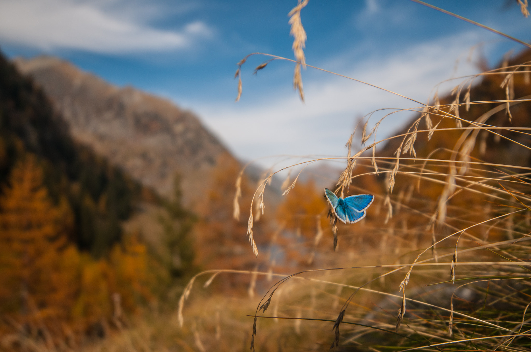 Samyang 14mm F2.8 ED AS IF UMC sample photo. Butterlfy photography