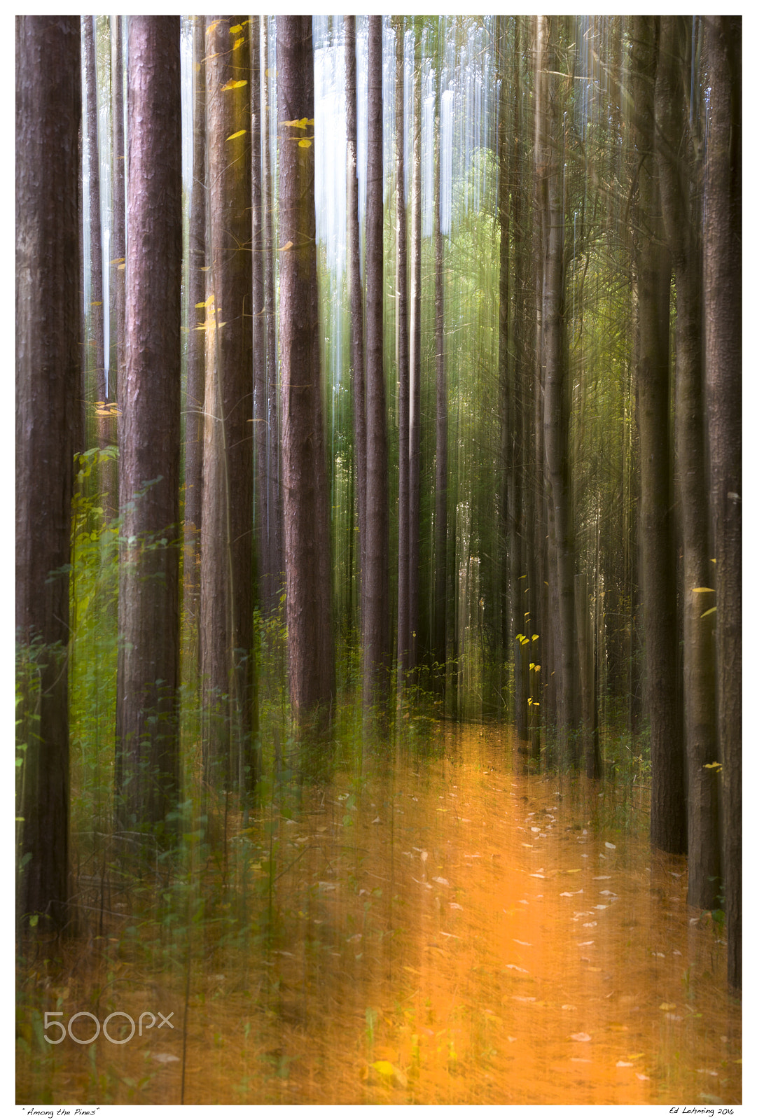 Tamron SP 70-200mm F2.8 Di VC USD sample photo. Among the pines photography