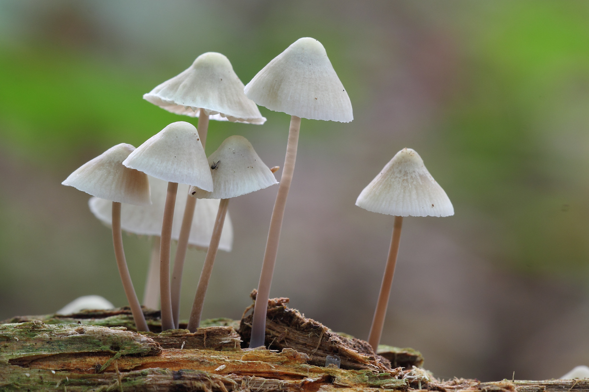 Sigma APO Macro 150mm f/2.8 EX DG HSM sample photo. A group of mushrooms photography