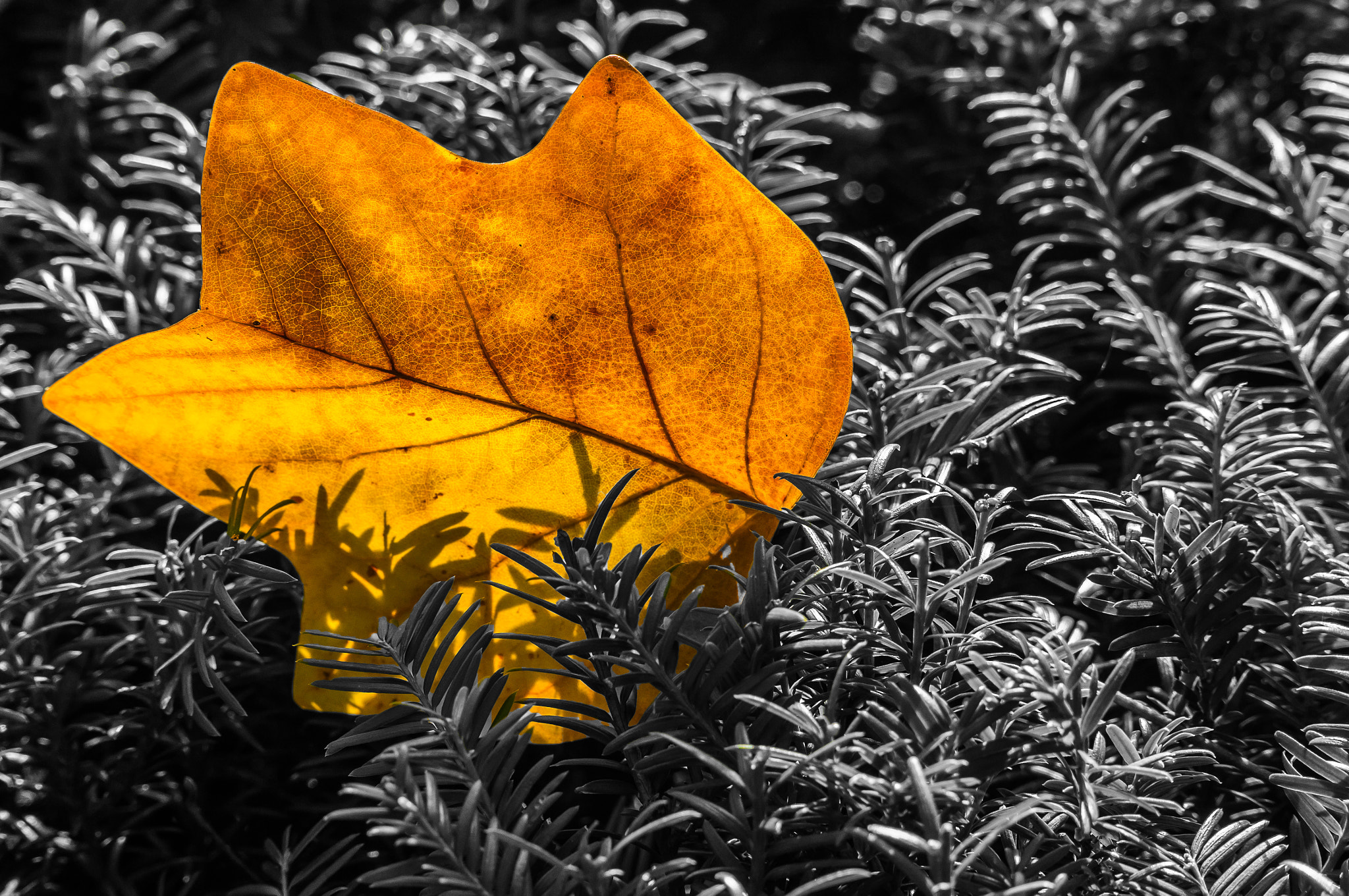 Sony Alpha NEX-6 + Sony E PZ 18-105mm F4 G OSS sample photo. Autumn impression iv photography