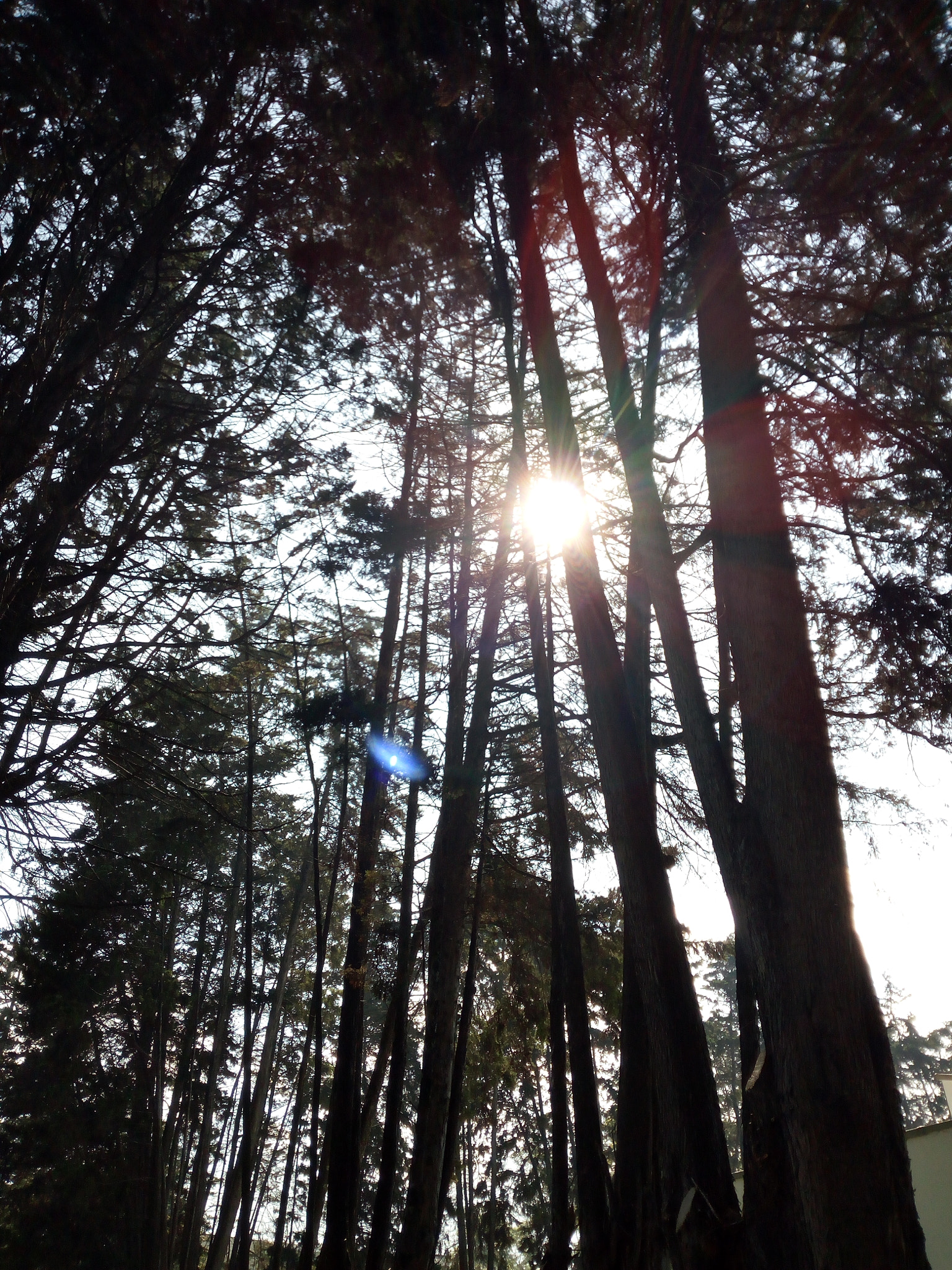 HUAWEI GR3 sample photo. Sunny light photography