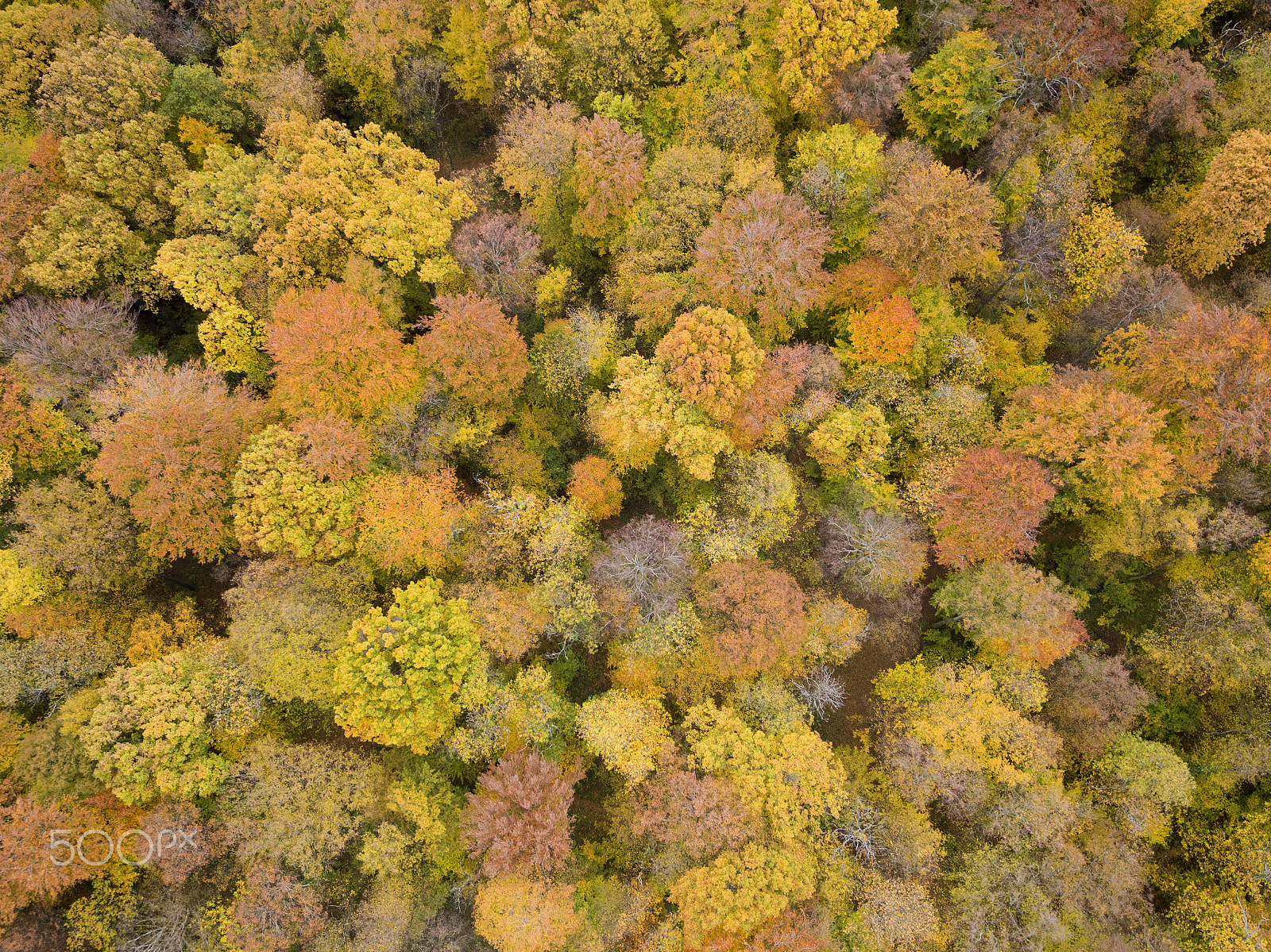 DJI FC550RAW sample photo. Yellow forest photography