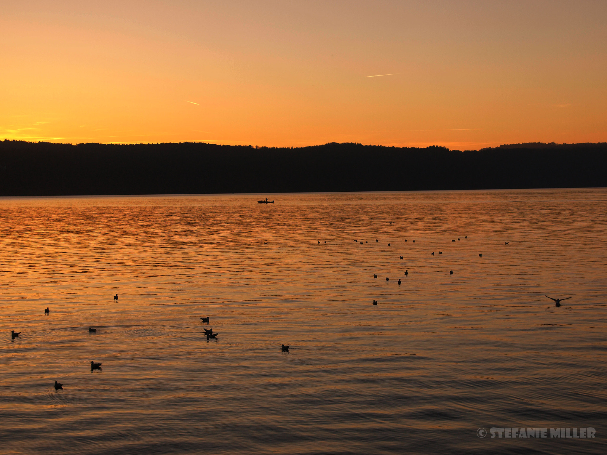 Olympus E-420 (EVOLT E-420) + OLYMPUS 18mm-180mm Lens sample photo. Gulls in gold photography