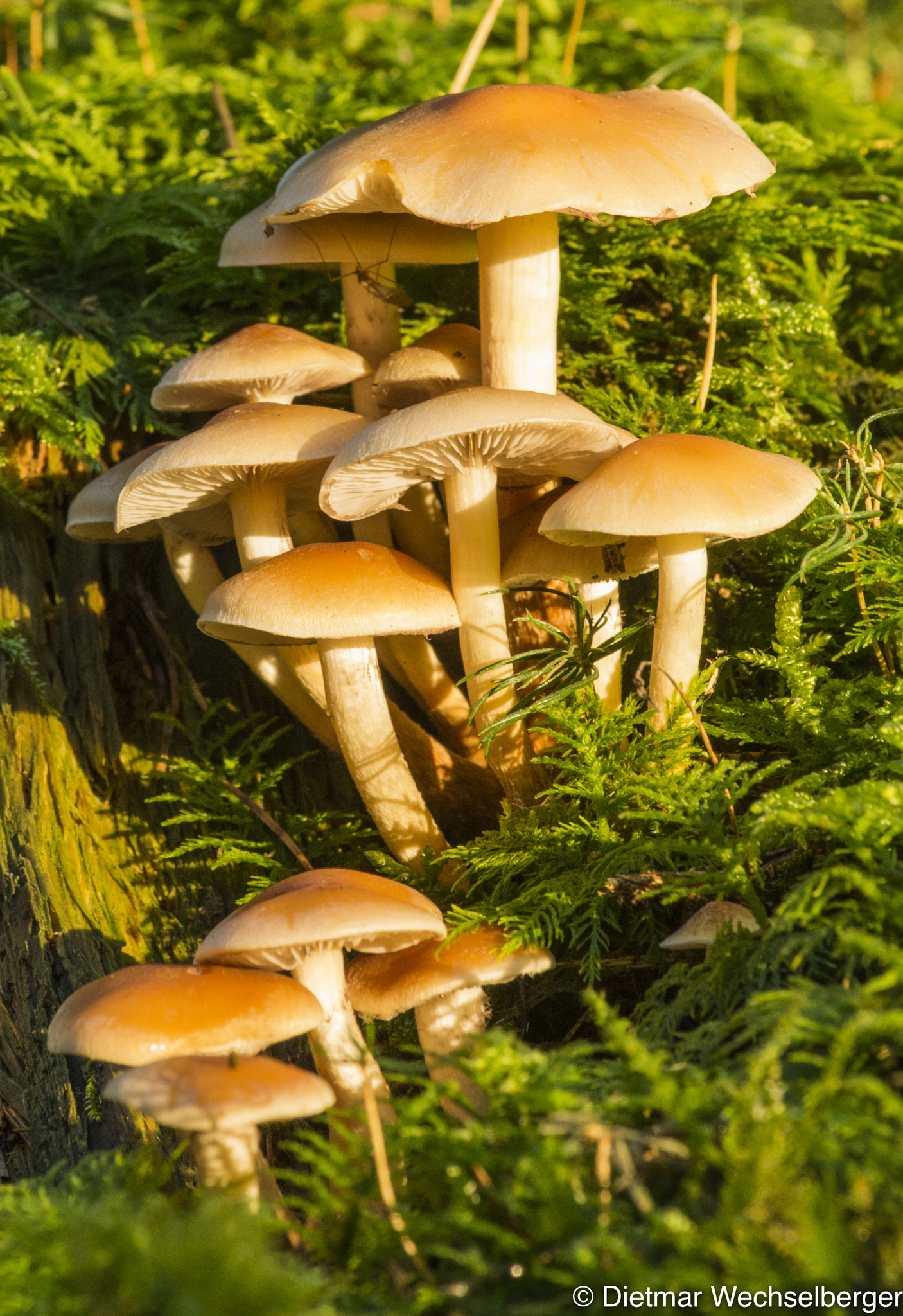 Nikon AF-S Nikkor 70-200mm F4G ED VR sample photo. Tiny mushroom between the moss photography