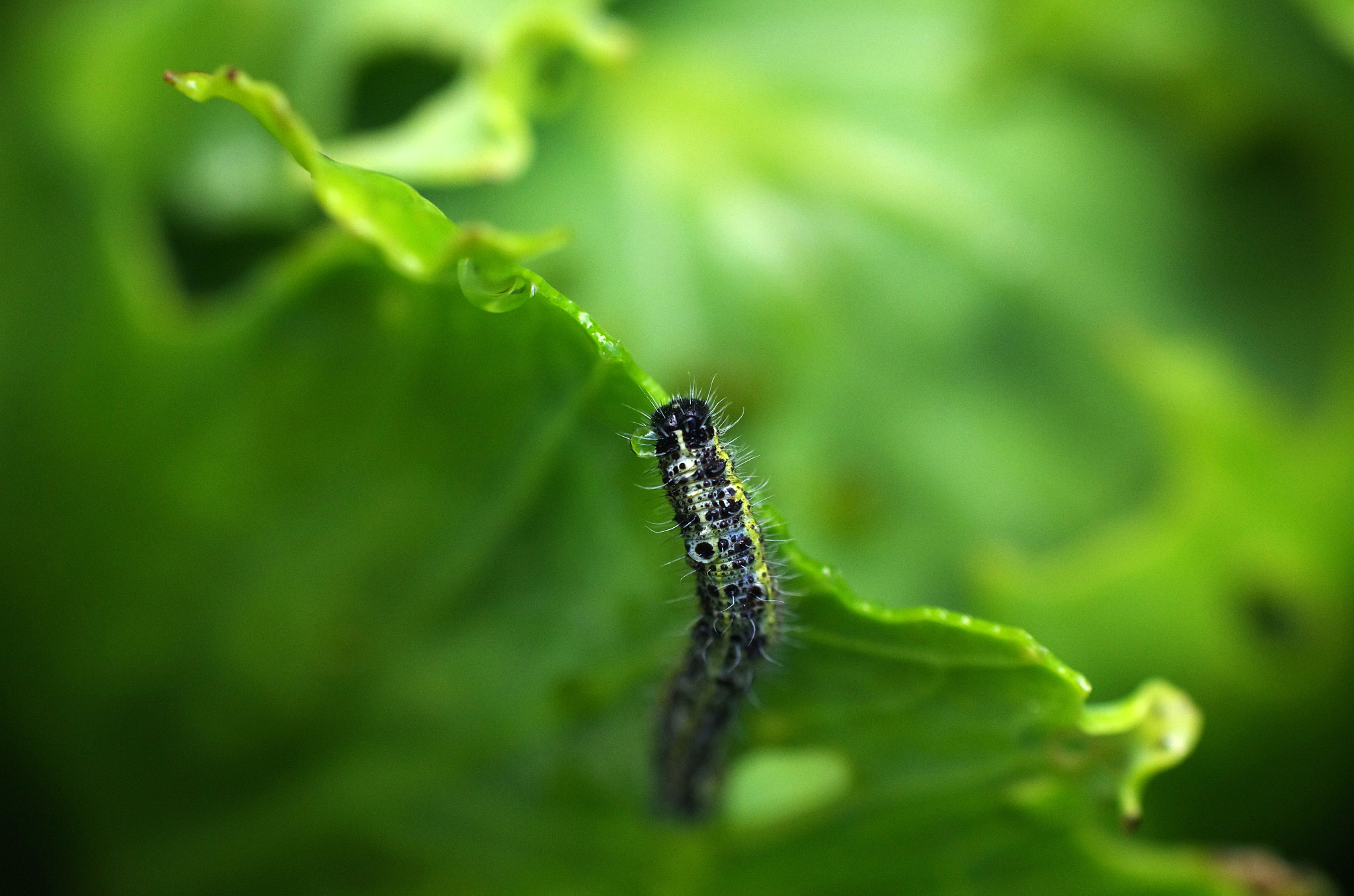 Pentax K-5 + Pentax smc FA 50mm F1.4 sample photo. Worm photography