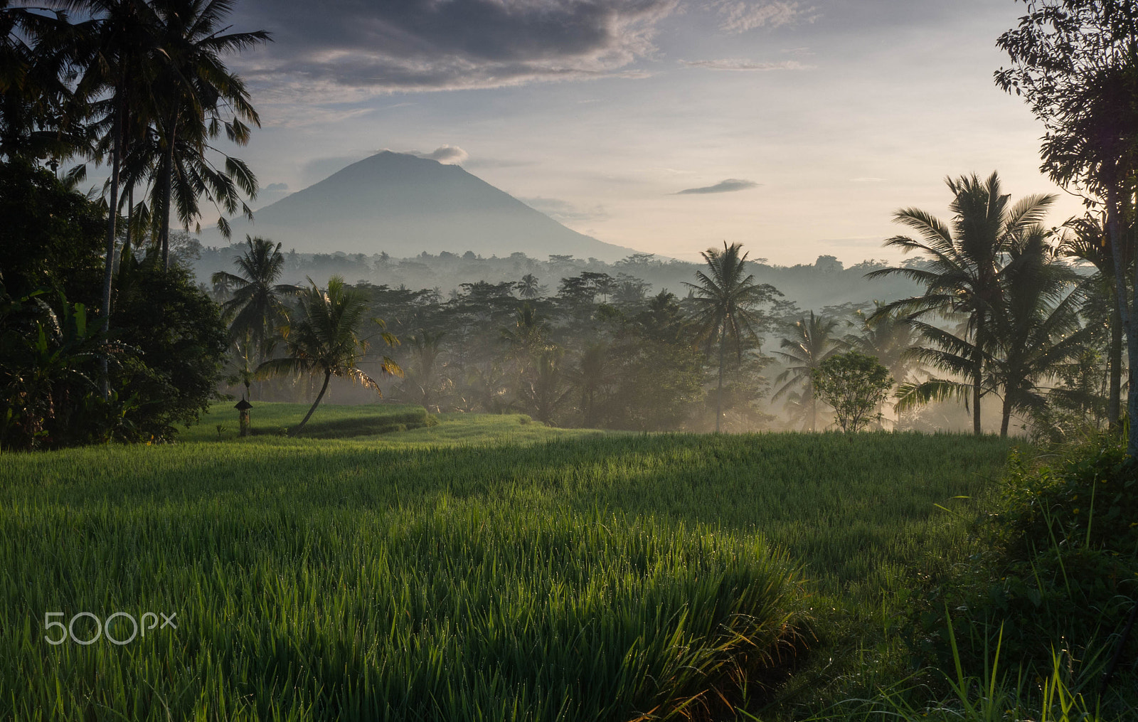 Olympus OM-D E-M10 + Olympus M.Zuiko Digital 17mm F1.8 sample photo. Ricefield with view to mount agung photography