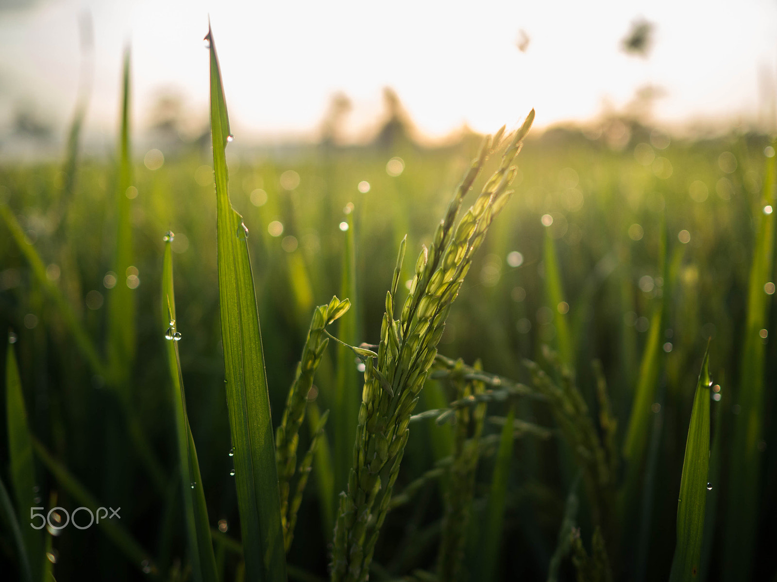 Olympus OM-D E-M10 + Olympus M.Zuiko Digital 17mm F1.8 sample photo. Ricefield photography